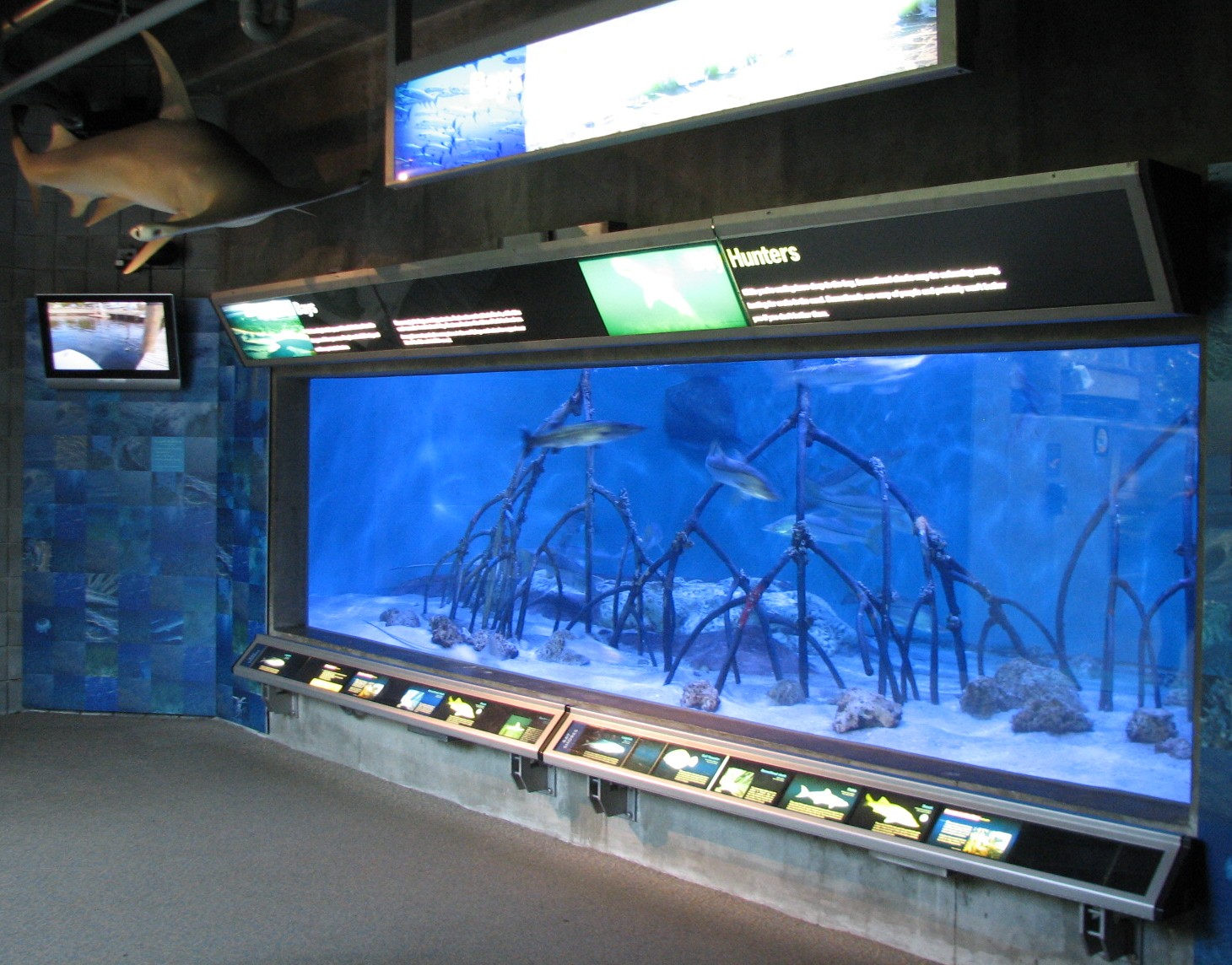 Shark Aquarium