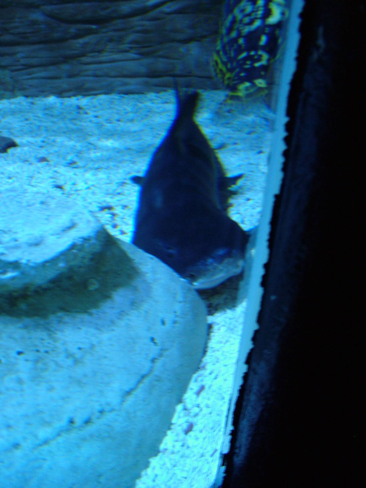 Shark at Blackpool SeaLife Centre 27/03/10