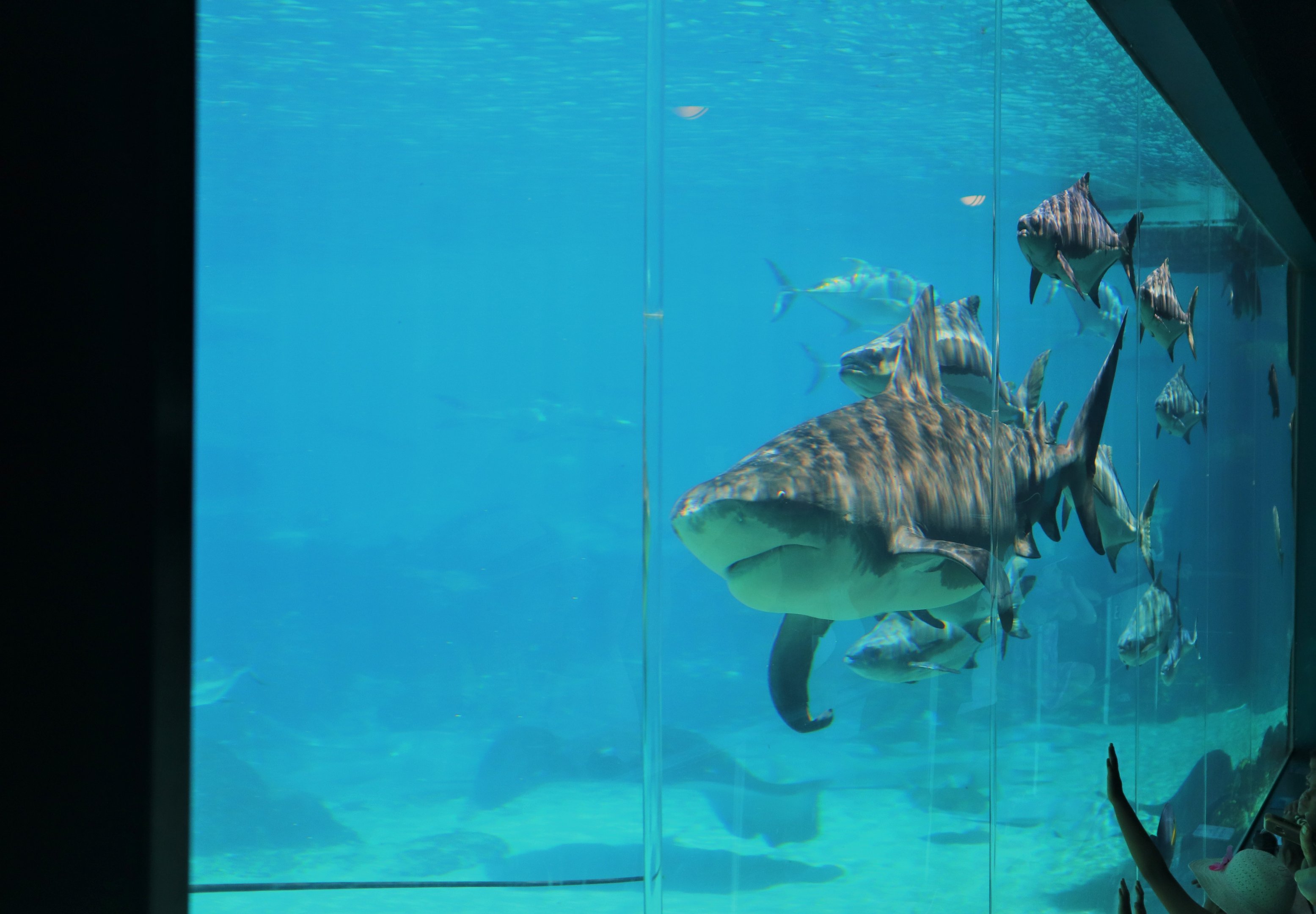 Shark Bay - Bull Shark and Viewing Window