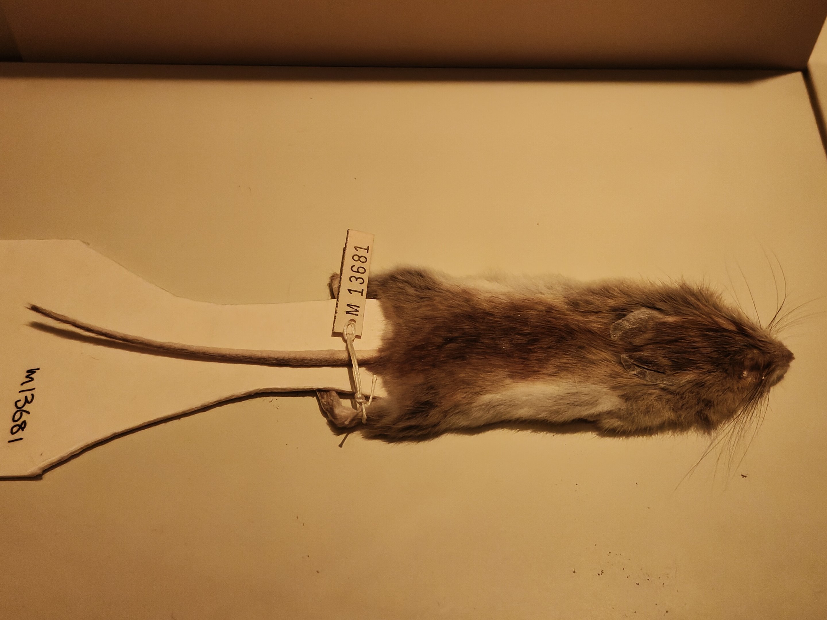 Shark Bay Mouse (Pseudomys fieldi)