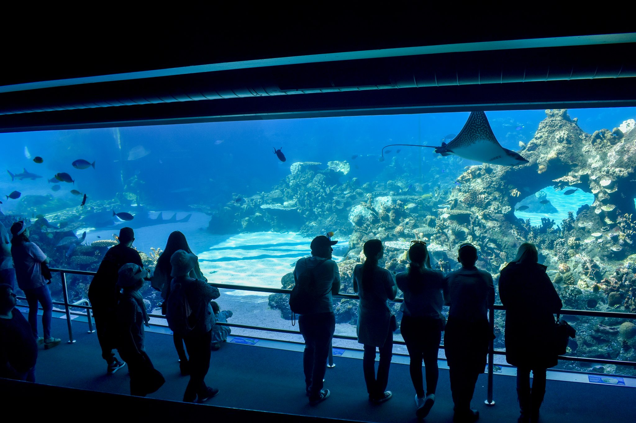 Shark Bay - Reef Lagoon