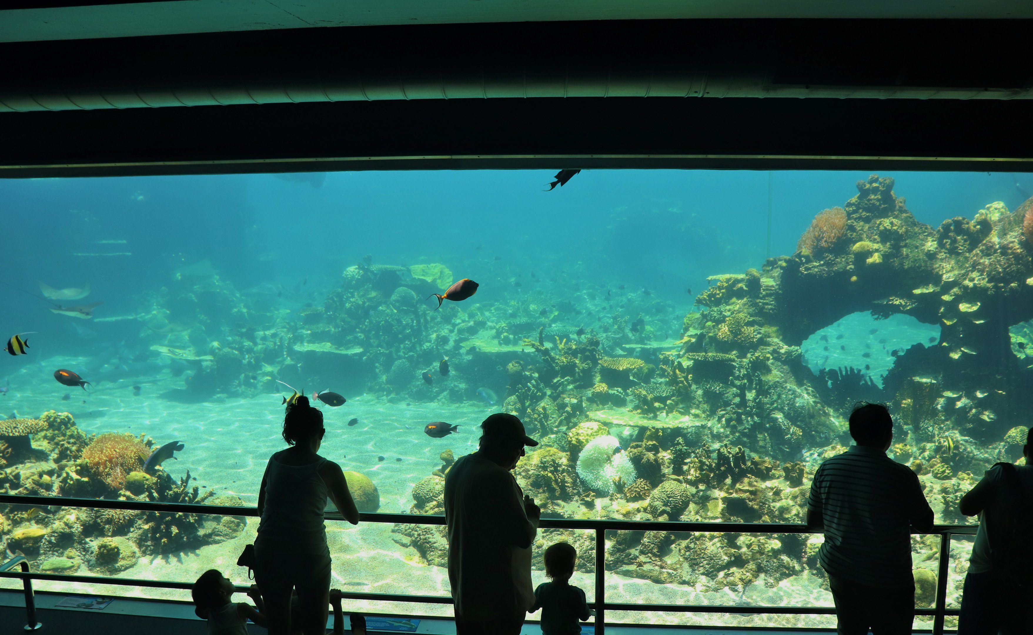 Shark Bay - Reef Viewing Window