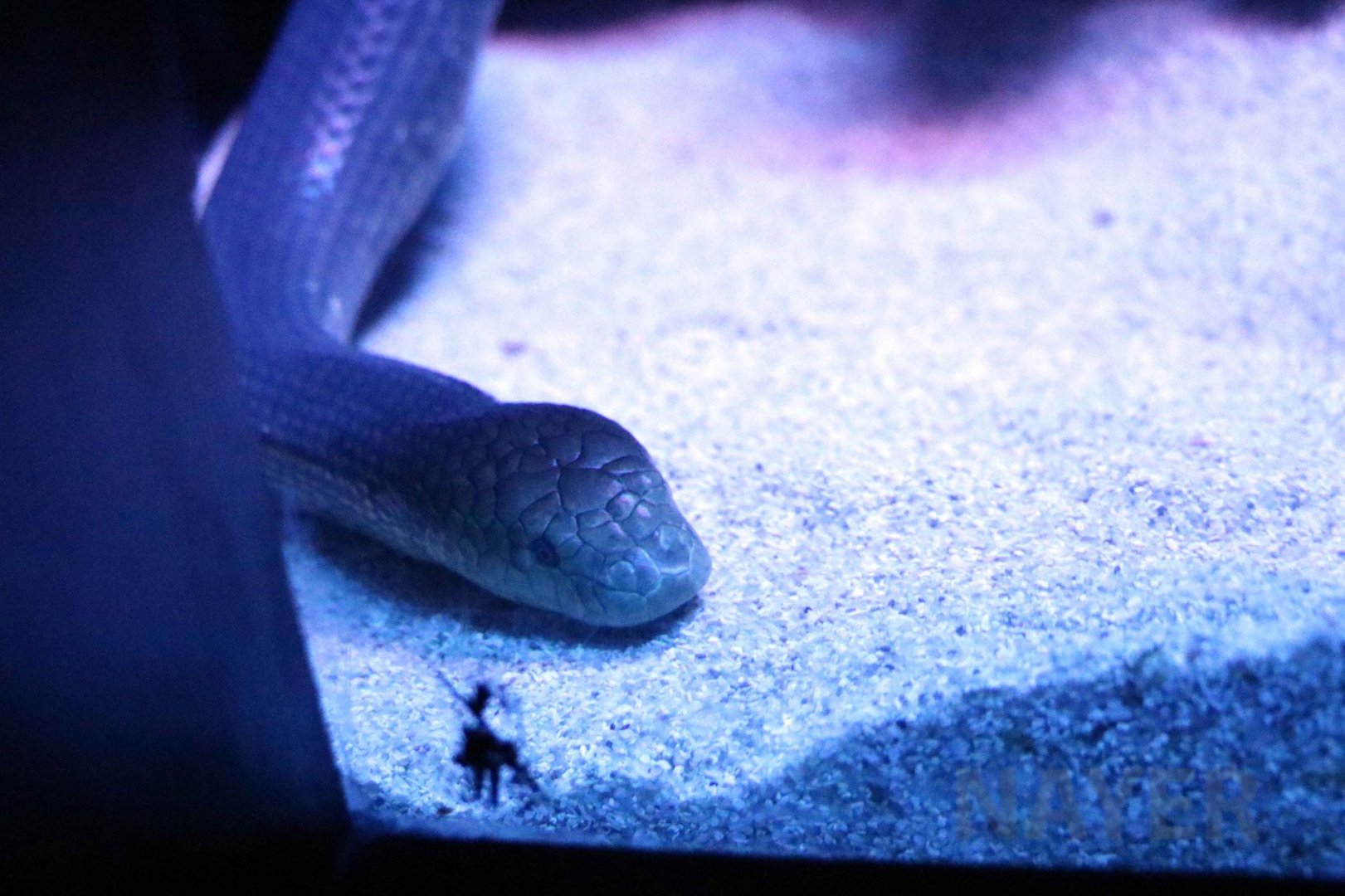 Shark Bay sea snake, June 2016