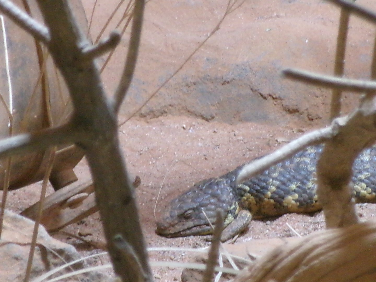 Shark Bay shingleback skink