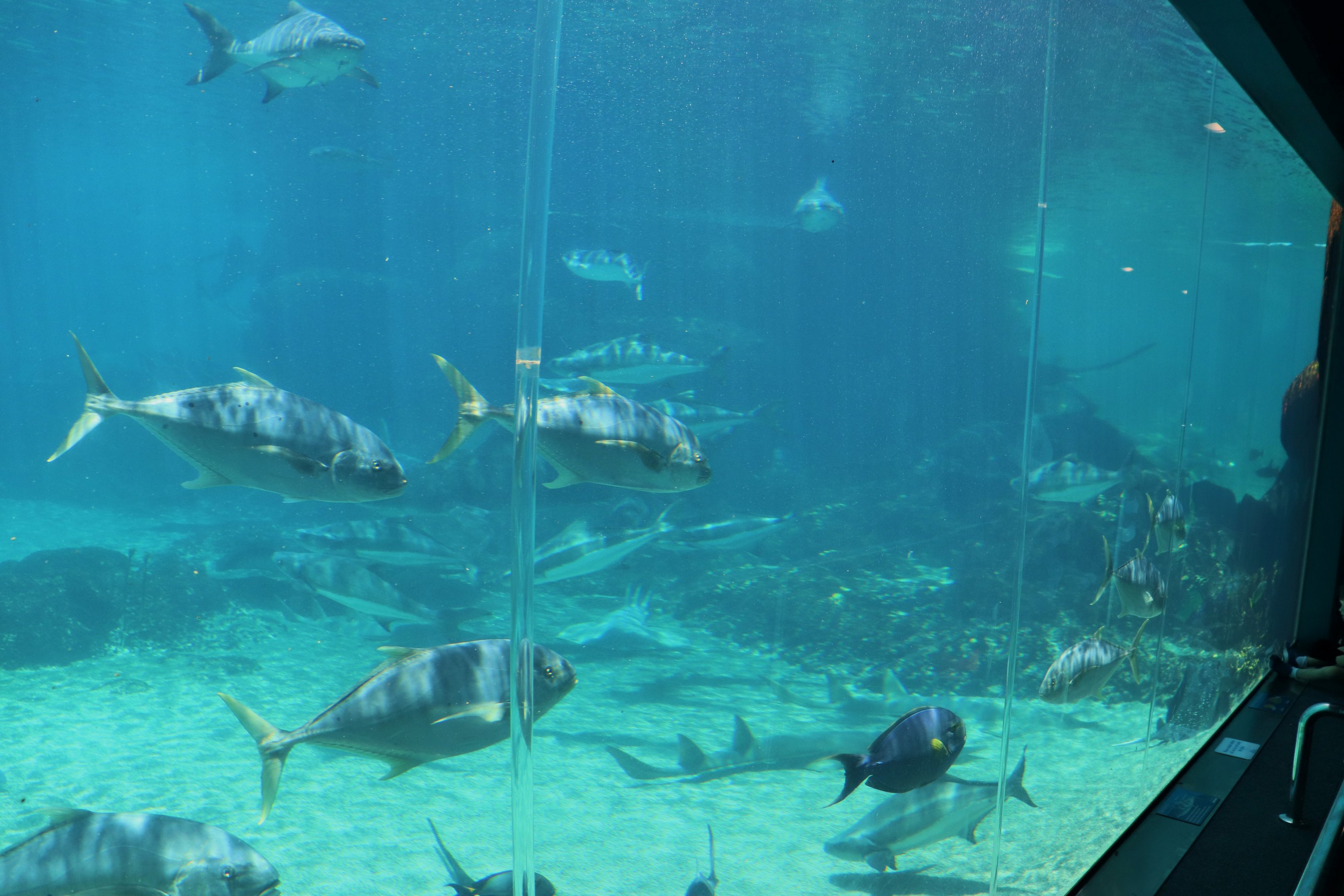 Shark Bay - Viewing Window