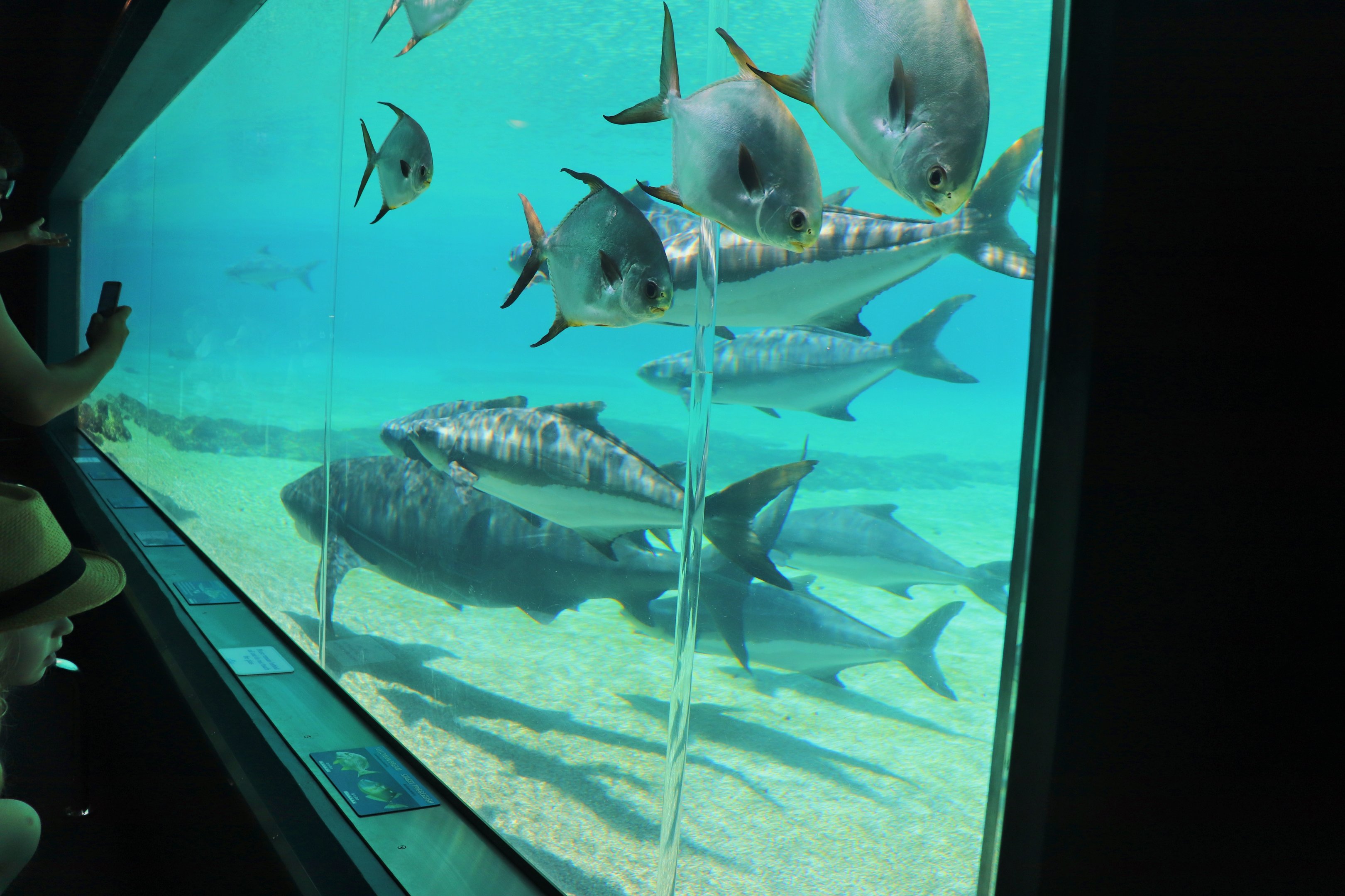 Shark Bay - Viewing Window