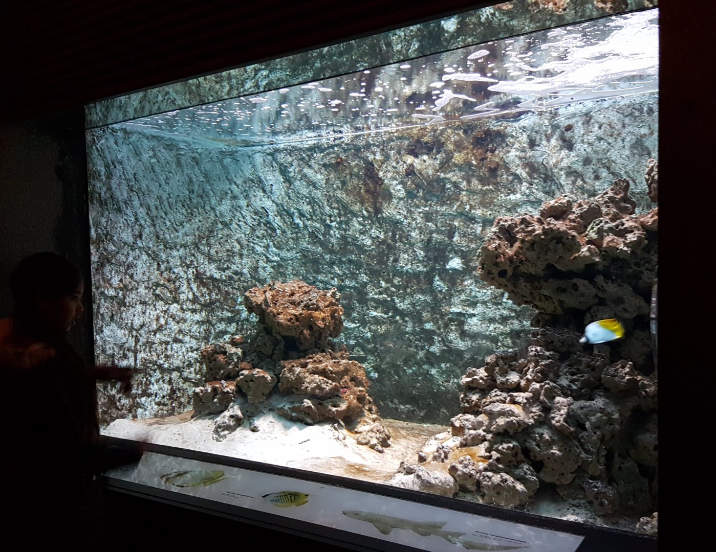 Shark-butterflyfish Aquarium