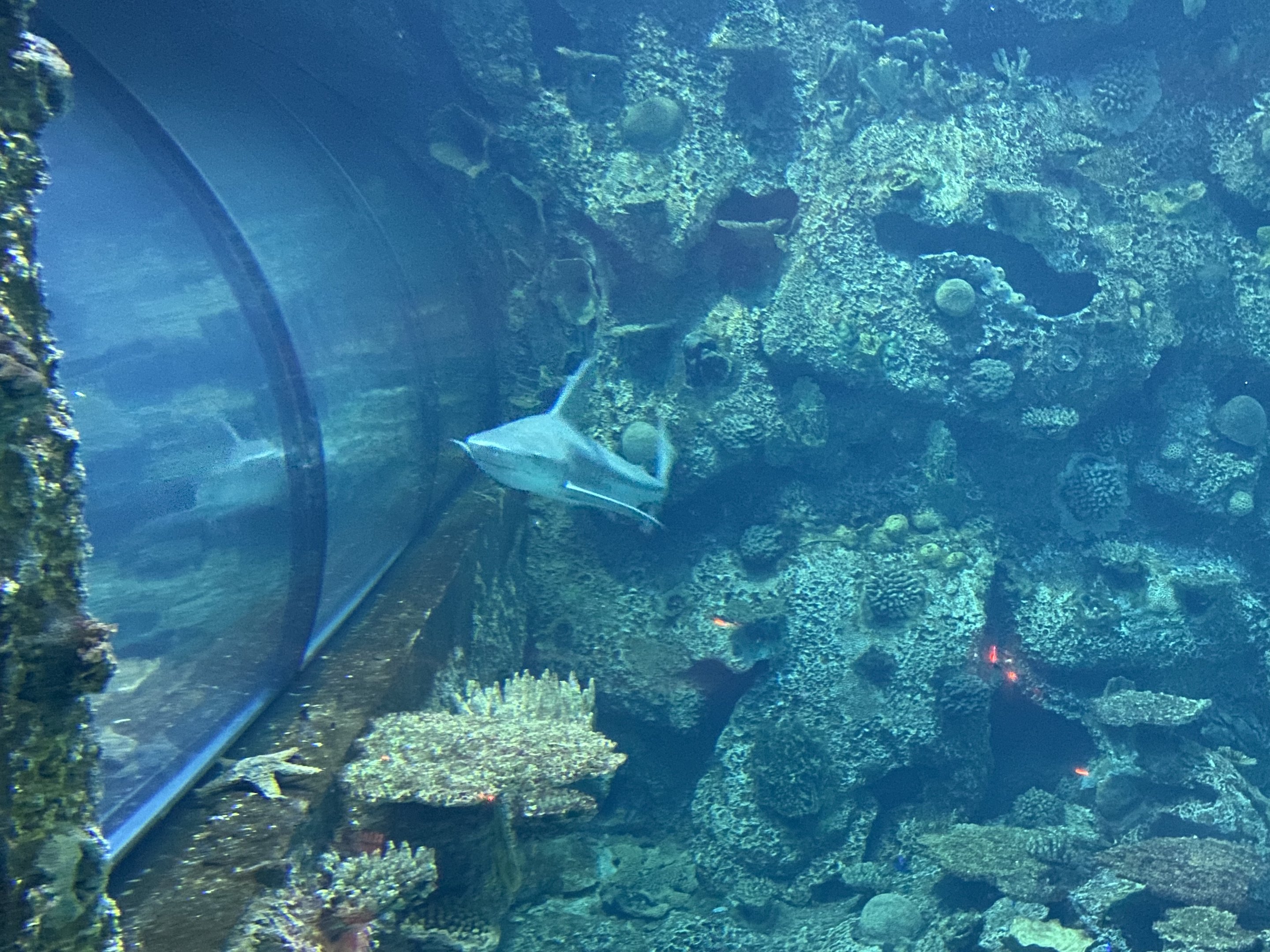 Shark by Underwater Tunnel
