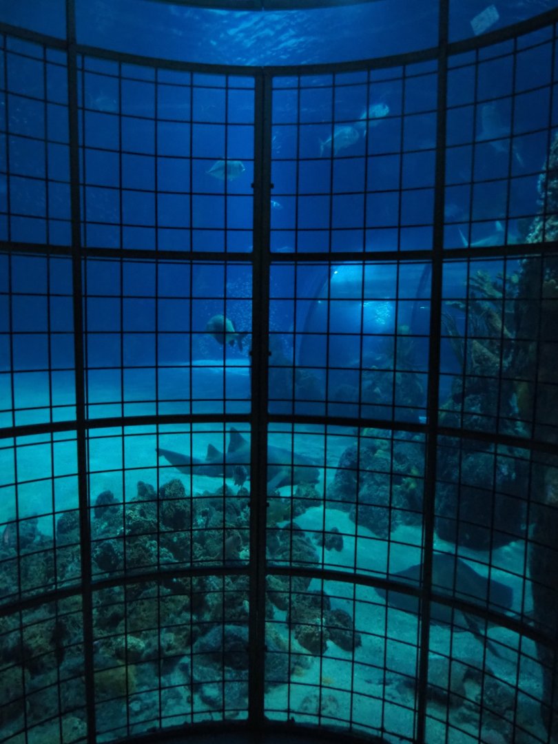 Shark cage view into the tunnel tank (Nov 10th, 2018)