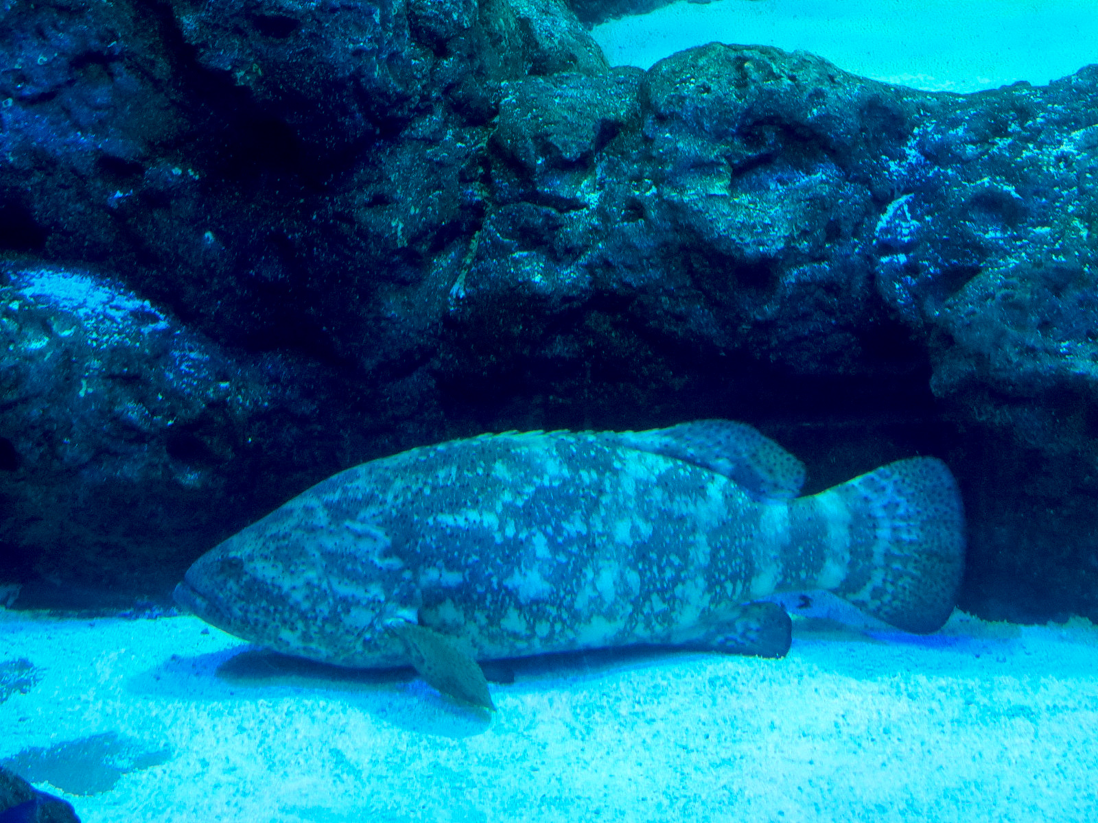 Shark Canyon - Atlantic Goliath Grouper