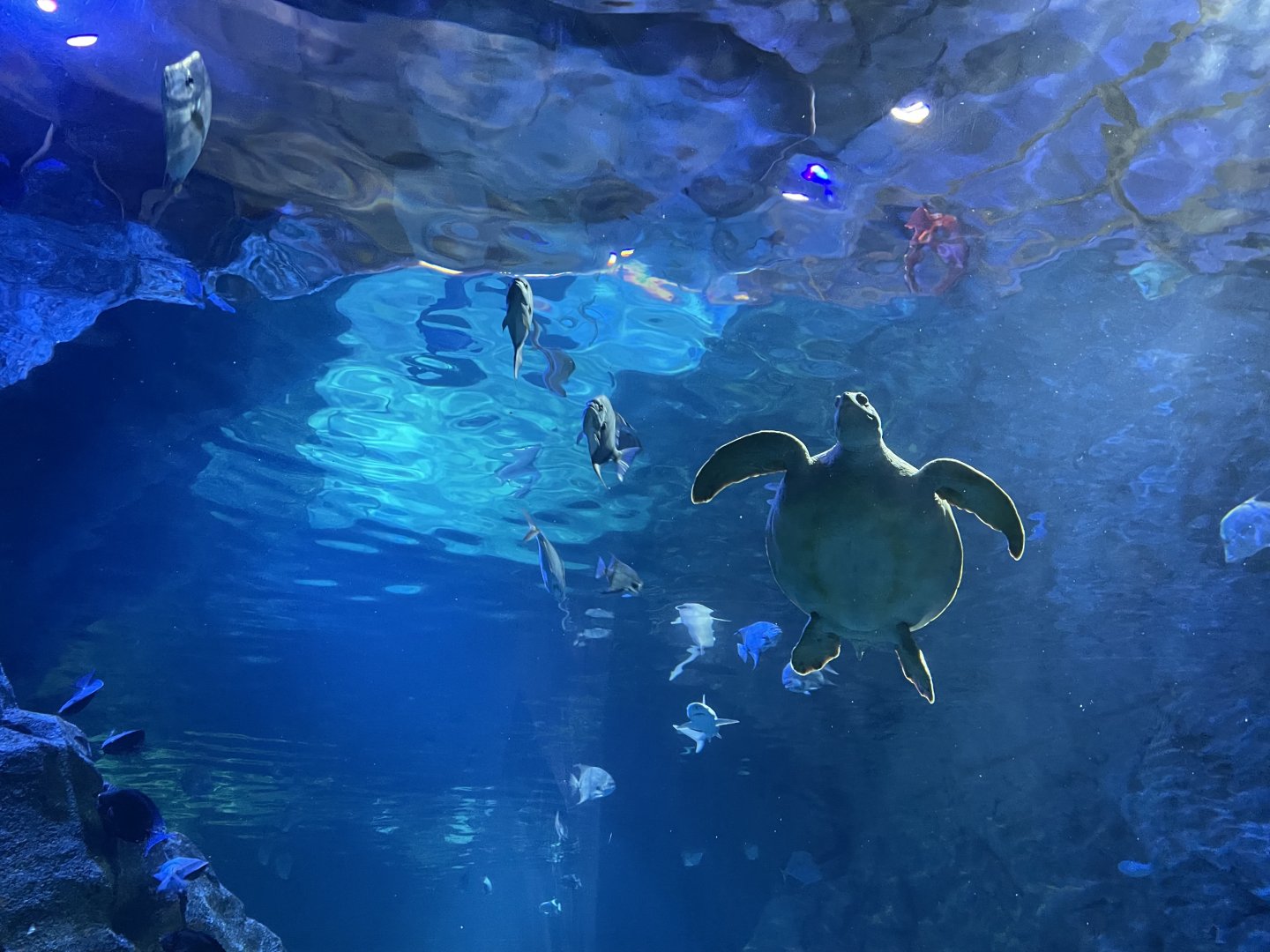 Shark Canyon- Green Sea Turtle