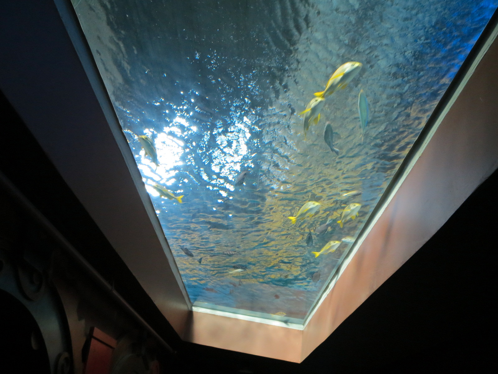 Shark Canyon - Overhead Window