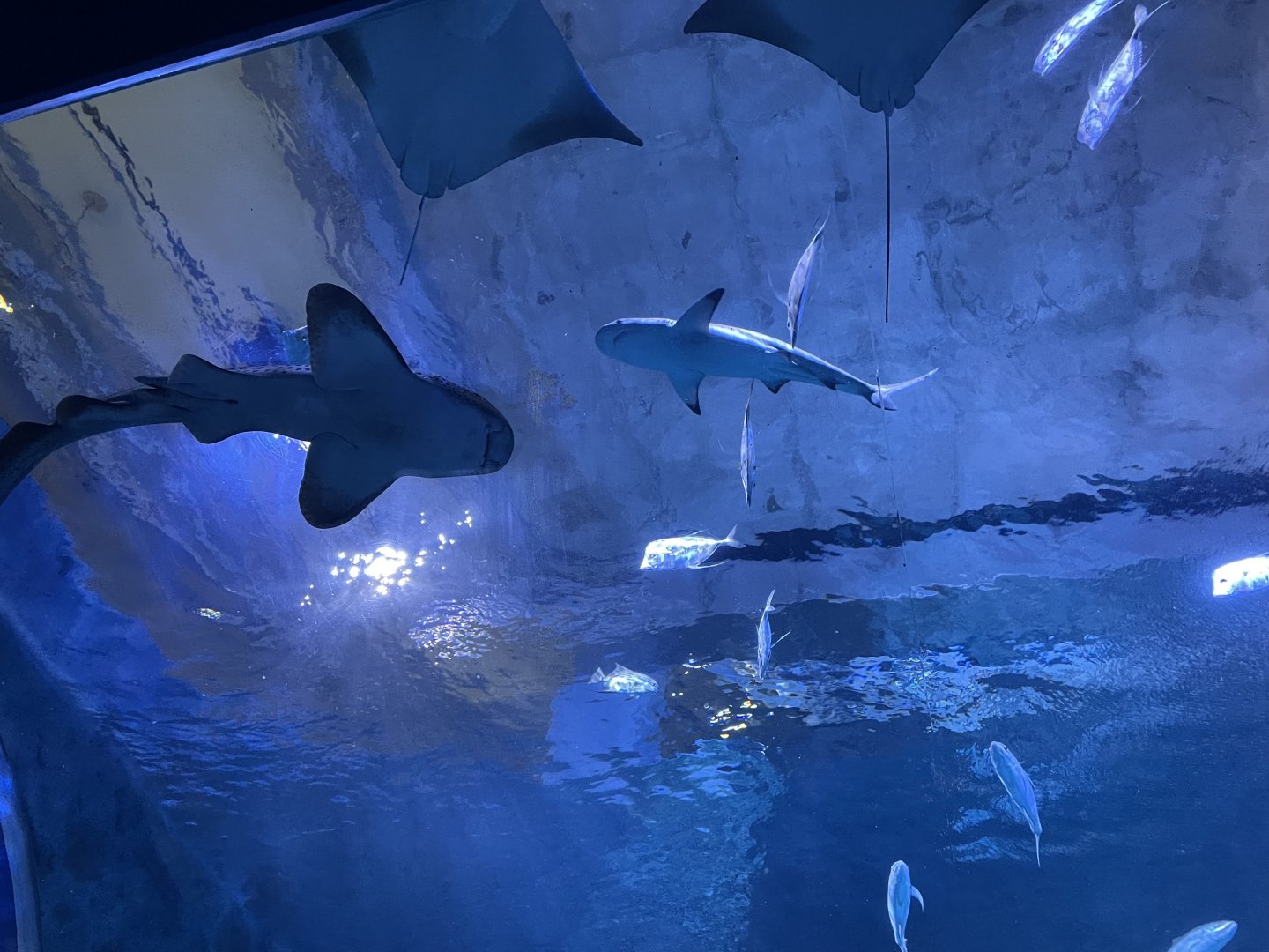 Shark Canyon- Sharks Overhead