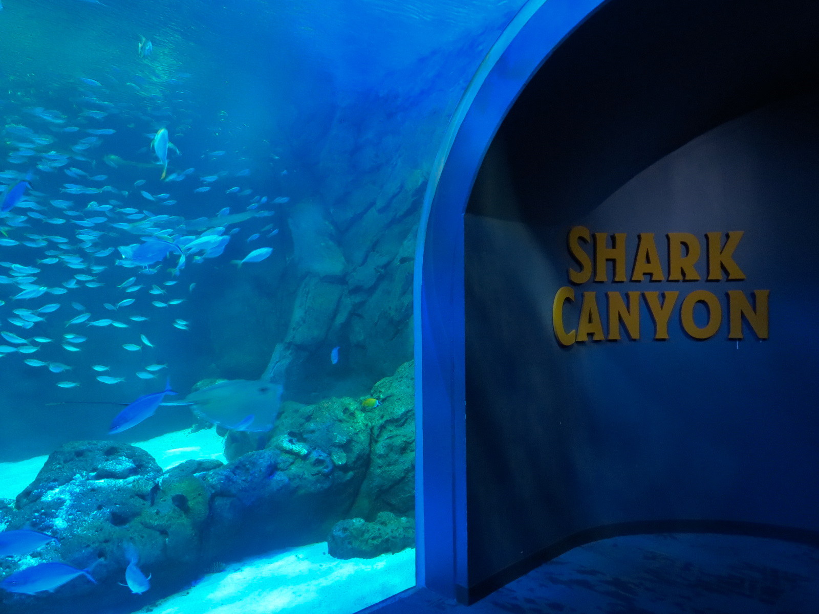 Shark Canyon