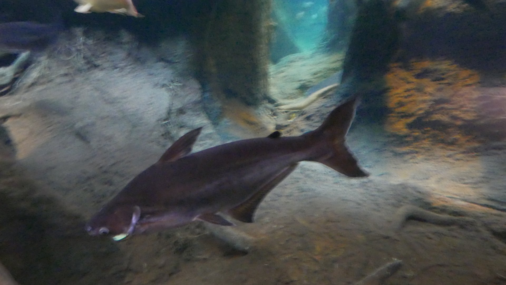 Shark Catfish