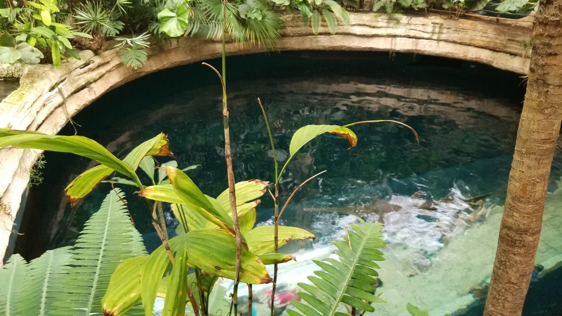 Shark cenote from above