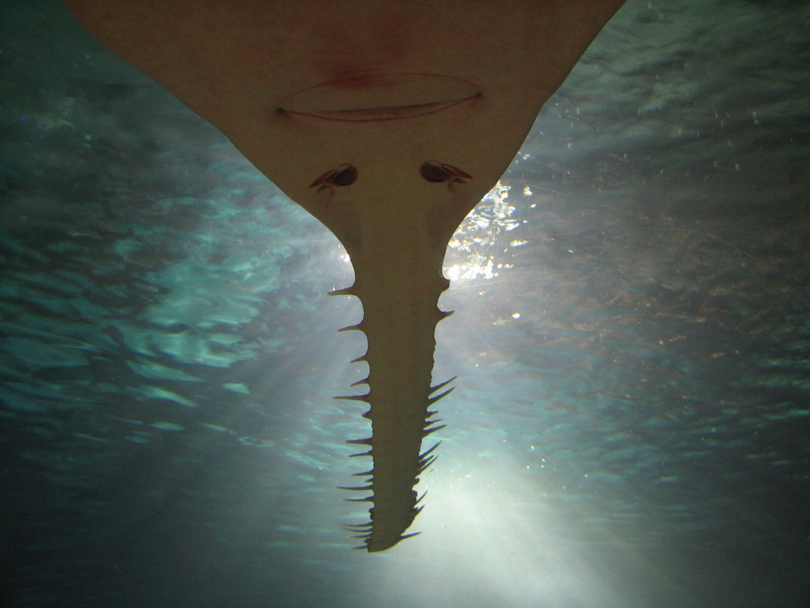 Shark Cove - Green Sawfish