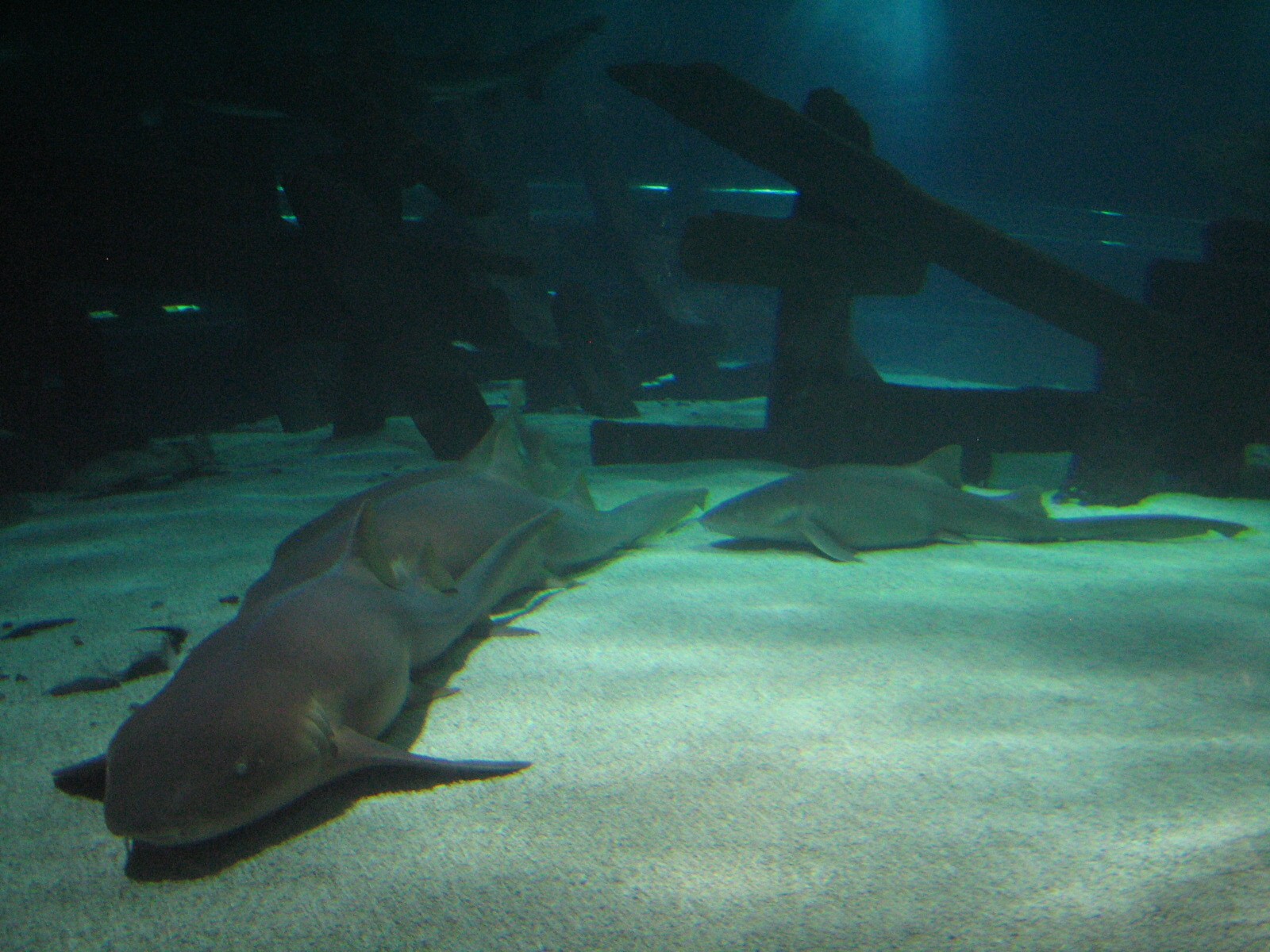 Shark Cove - Nurse Shark