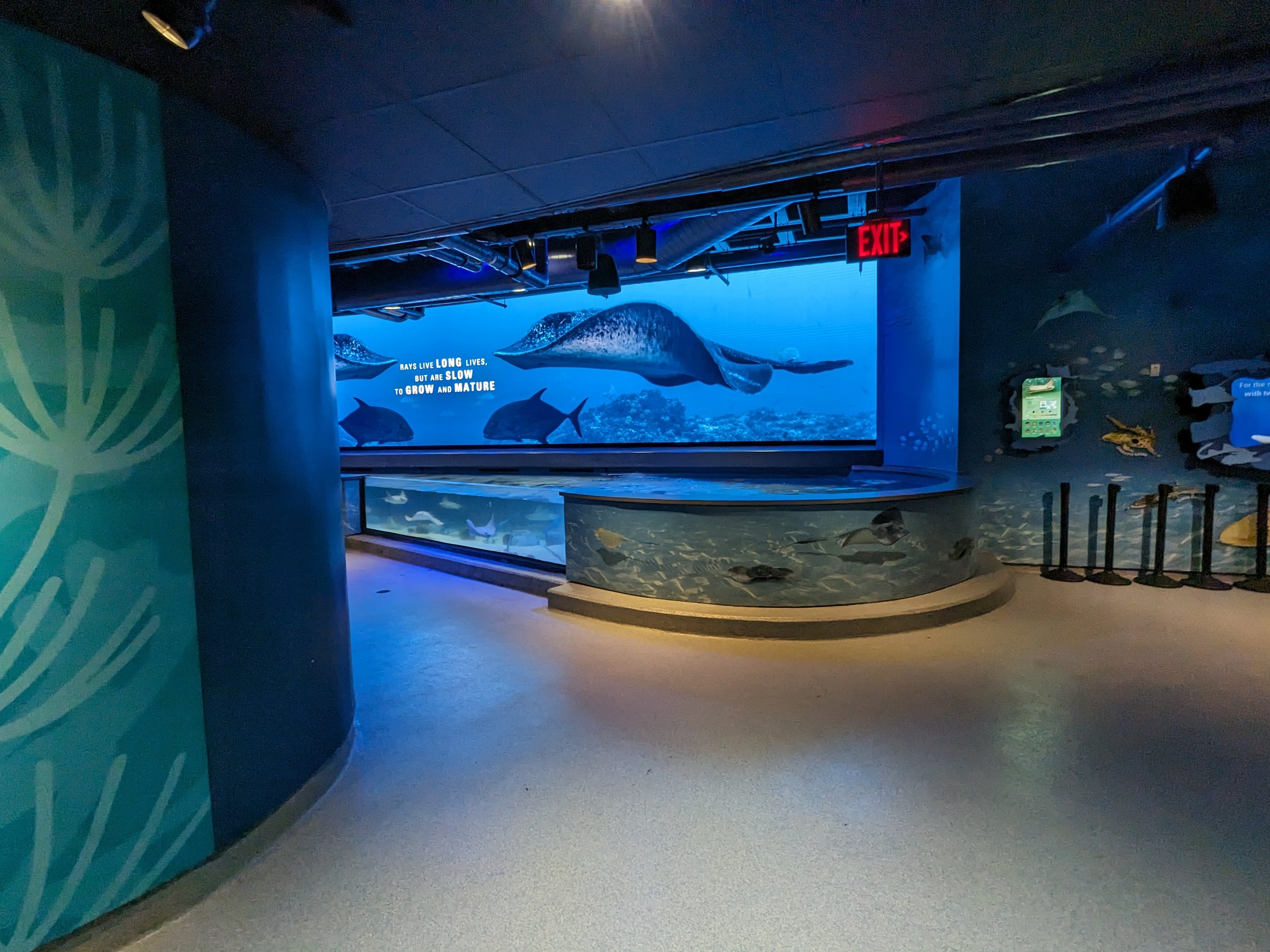 Shark Discovery touch pool