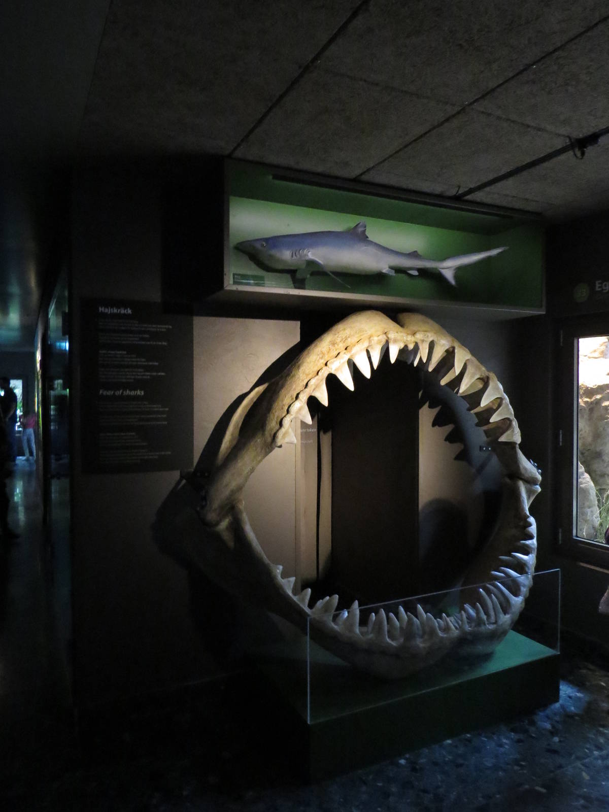 Shark display, June 2015