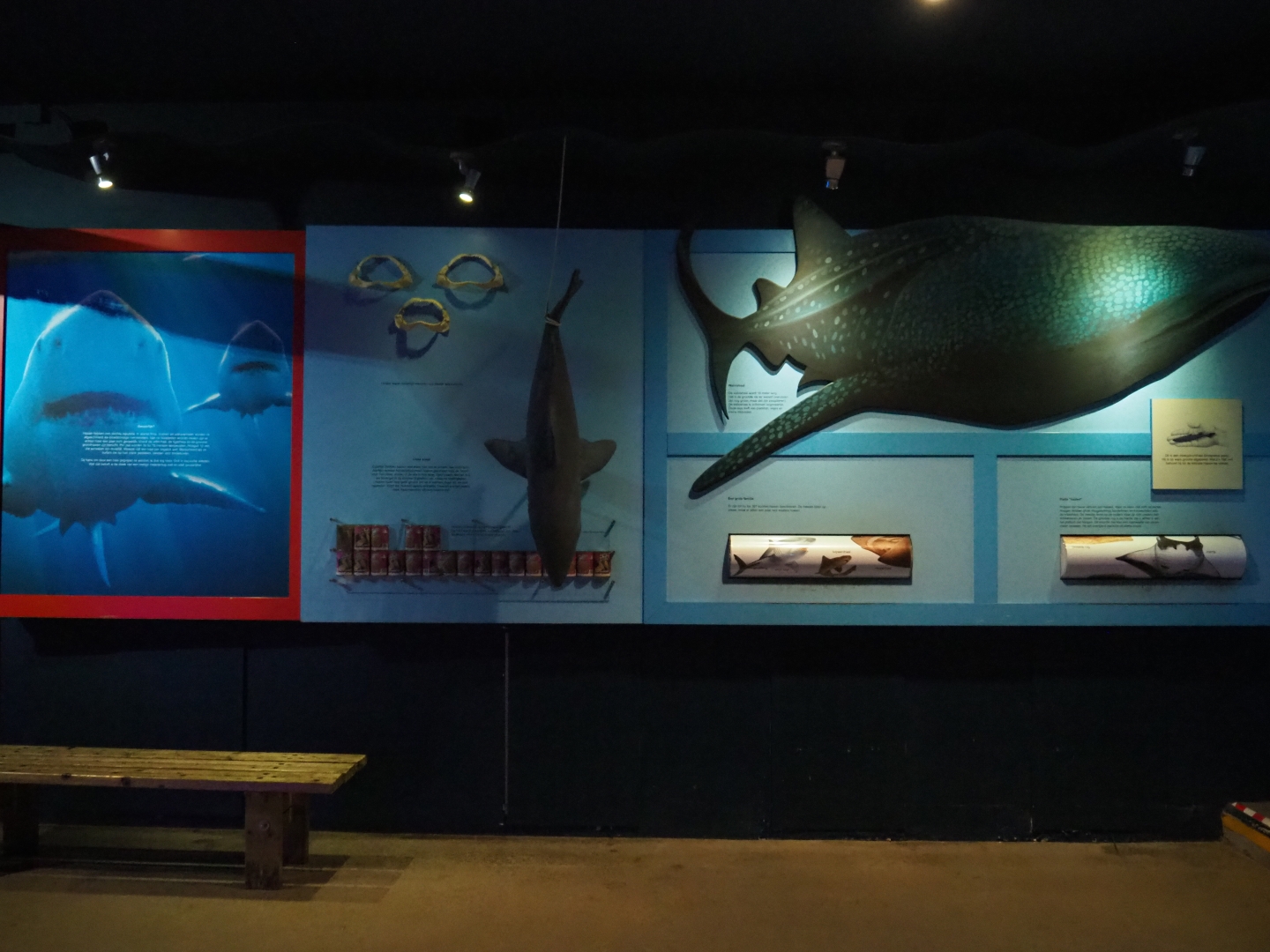 Shark education wall (Nov 10th, 2018)