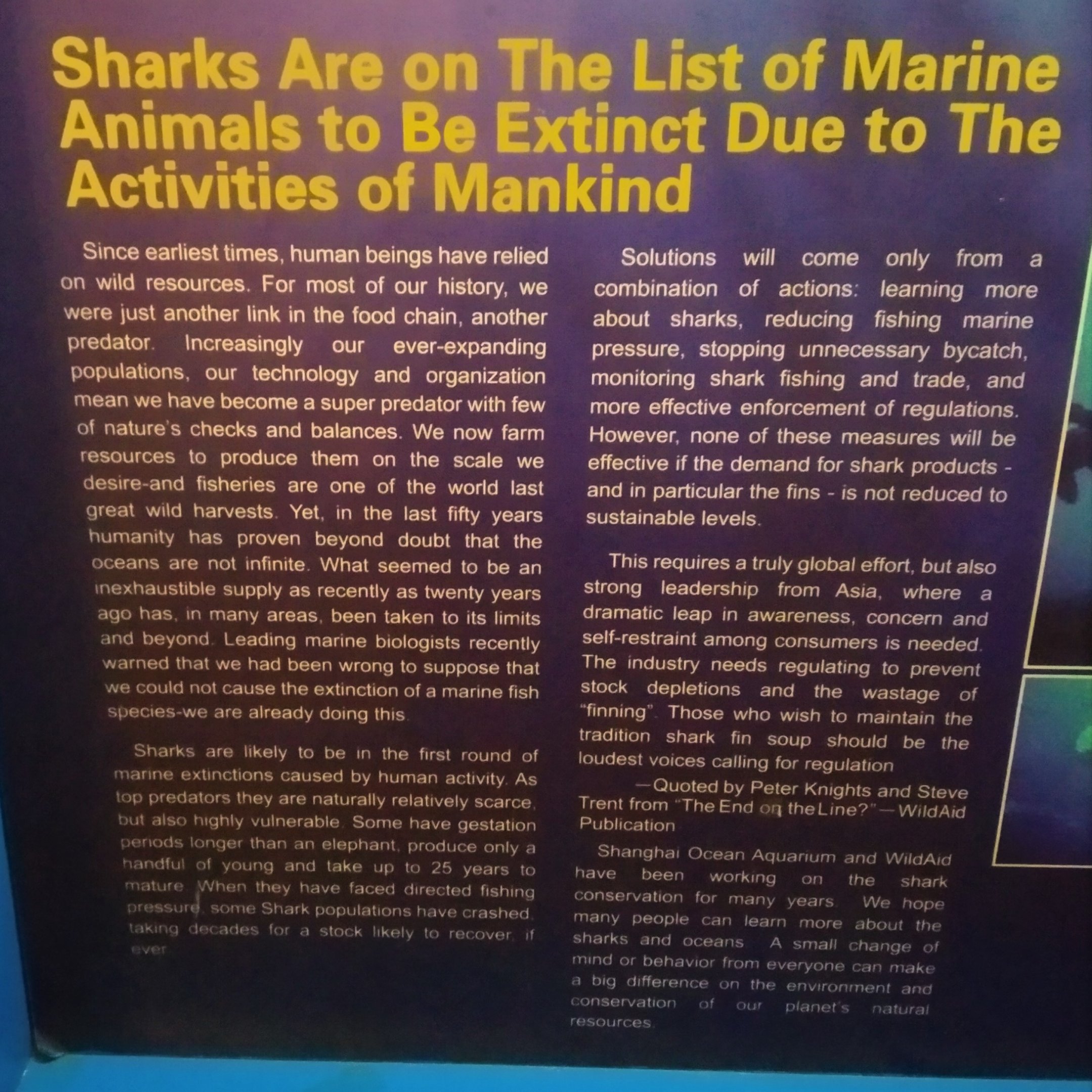Shark Educational Signage