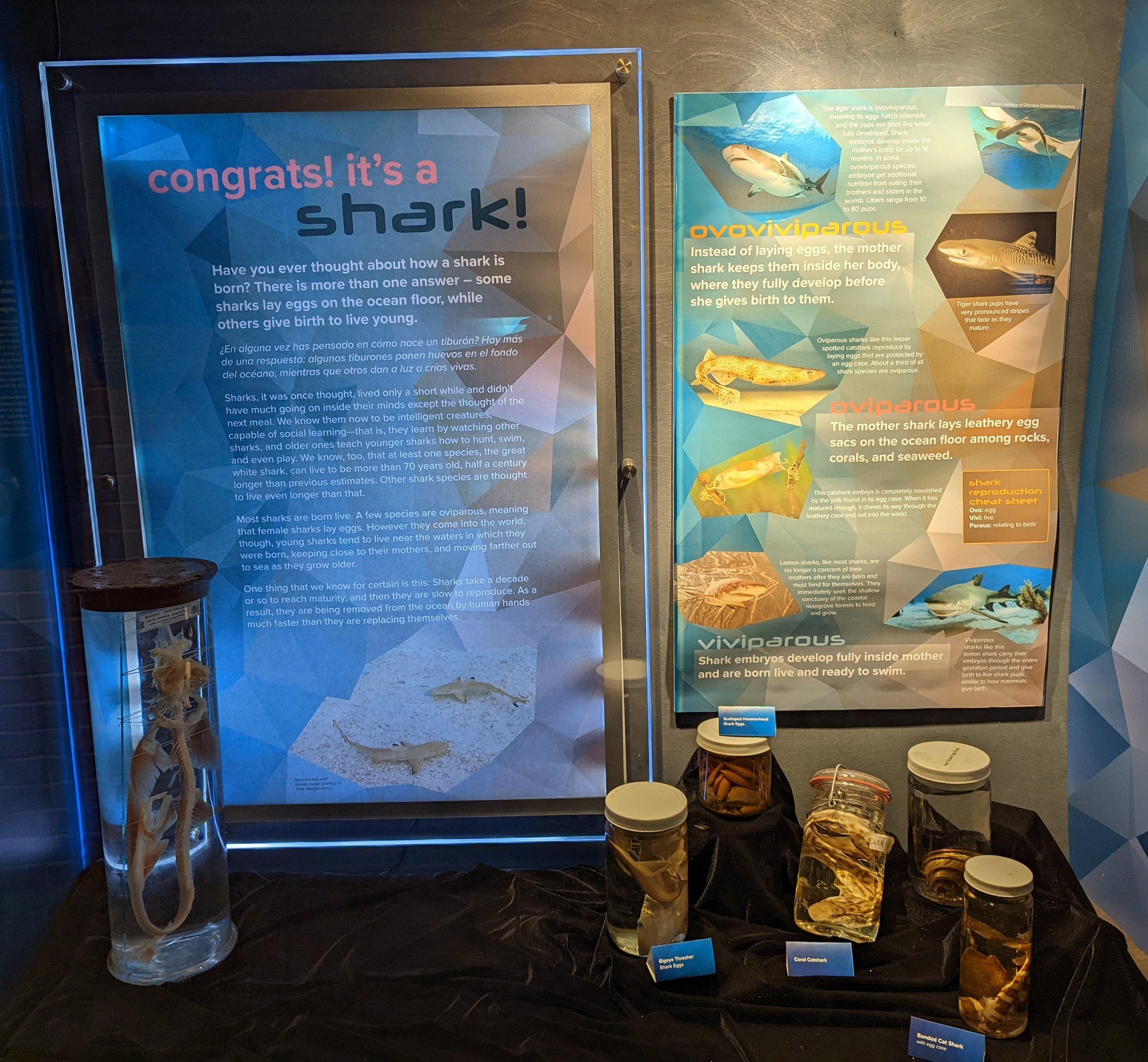 Shark egg and embryo displays