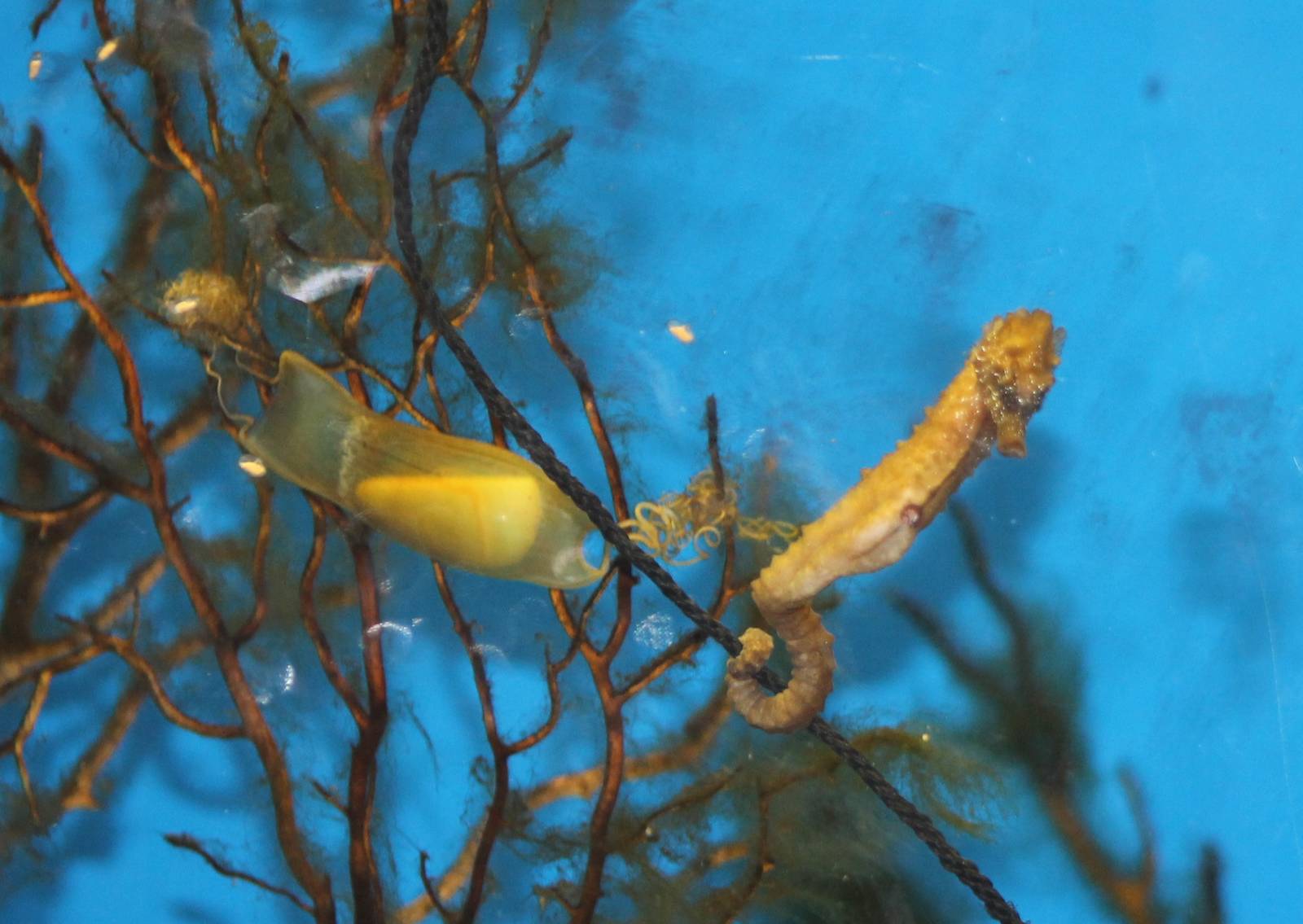 Shark-egg and seahorse