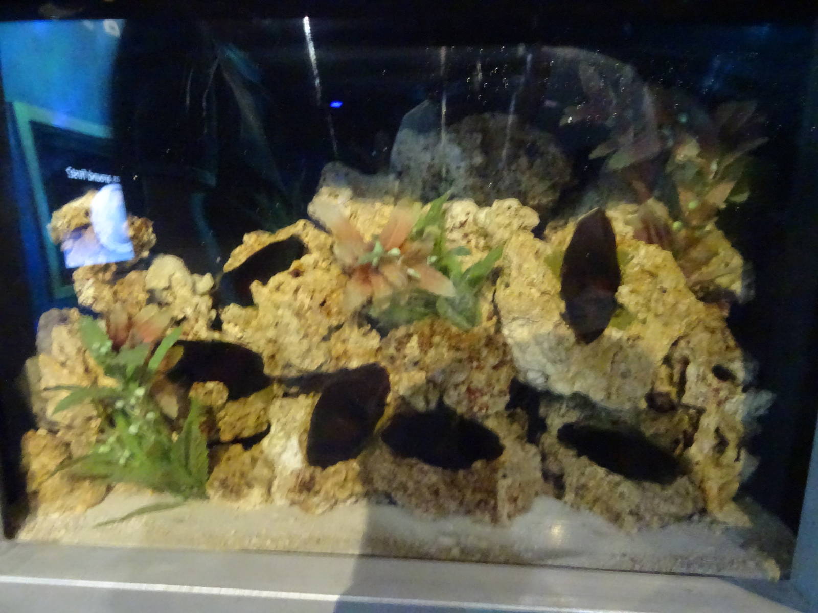 Shark Egg Exhibit at SeaWorld Orlando