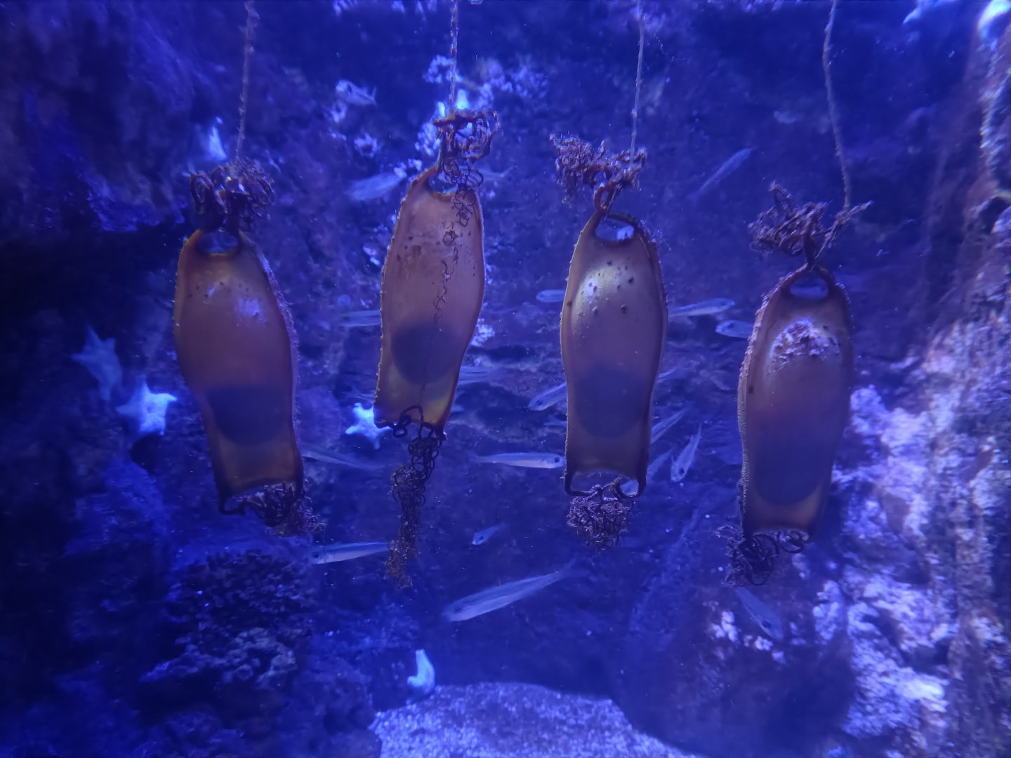 Shark eggs - Centro de visitantes Ses Salines
