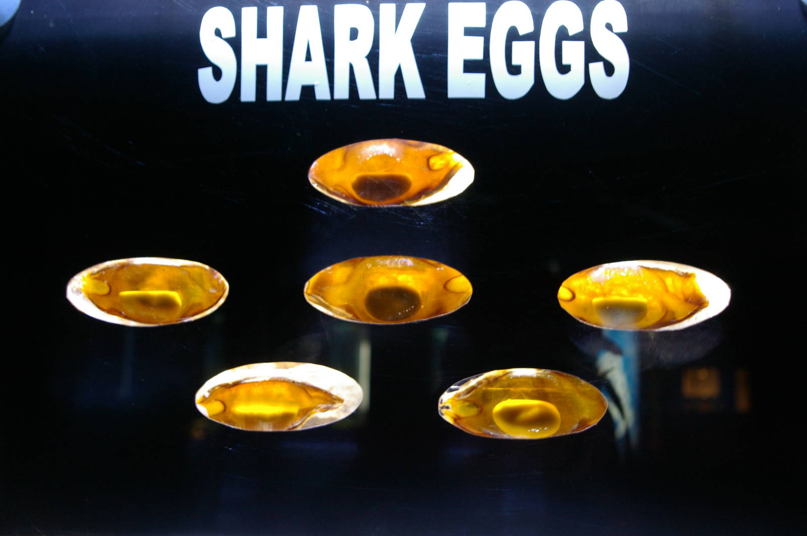 shark eggs, Pattaya Underwater World (Thailand)