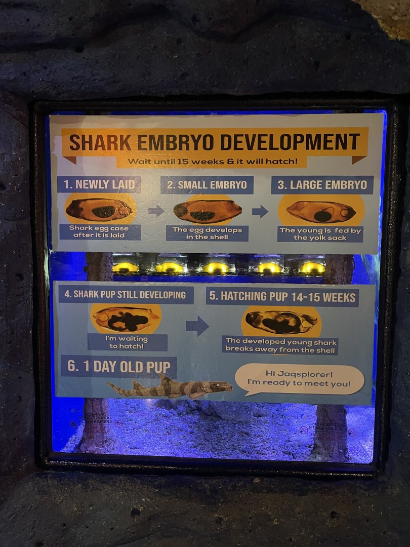 shark embryo development signage