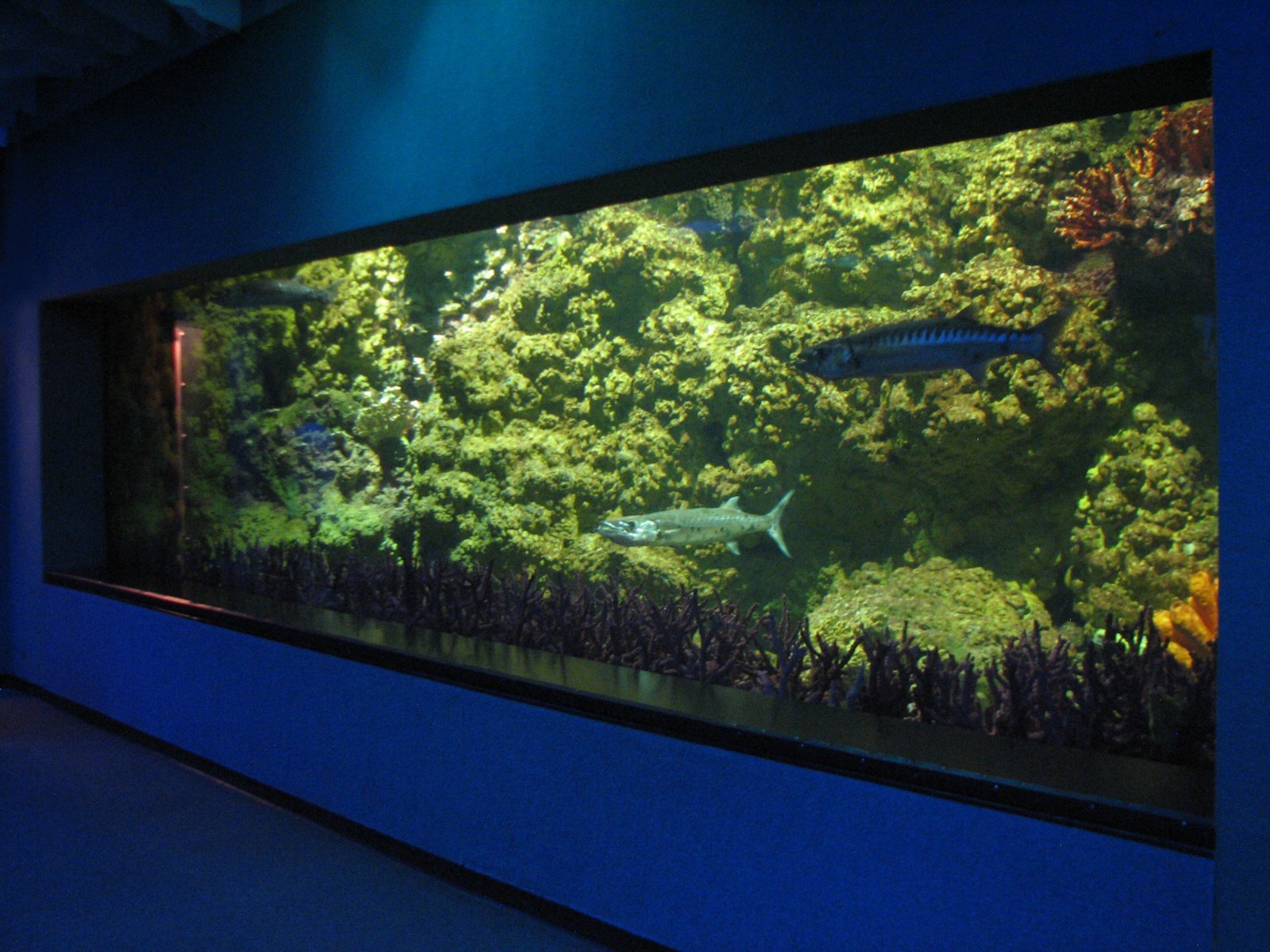 Shark Encounter - Barracuda and Moral Eel Exhibit