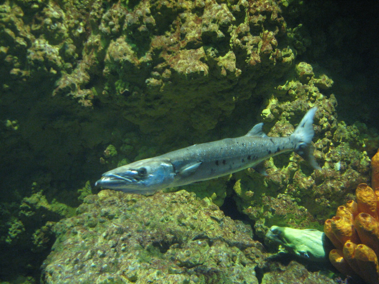 Shark Encounter - Barracuda