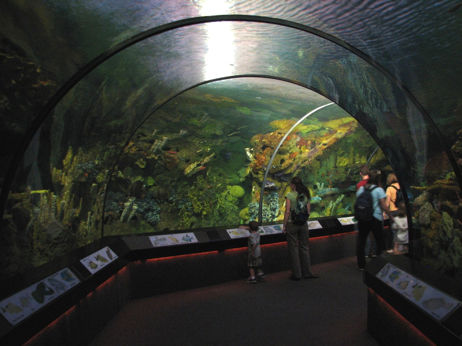 Shark Encounter - Coral Reef Exhibit