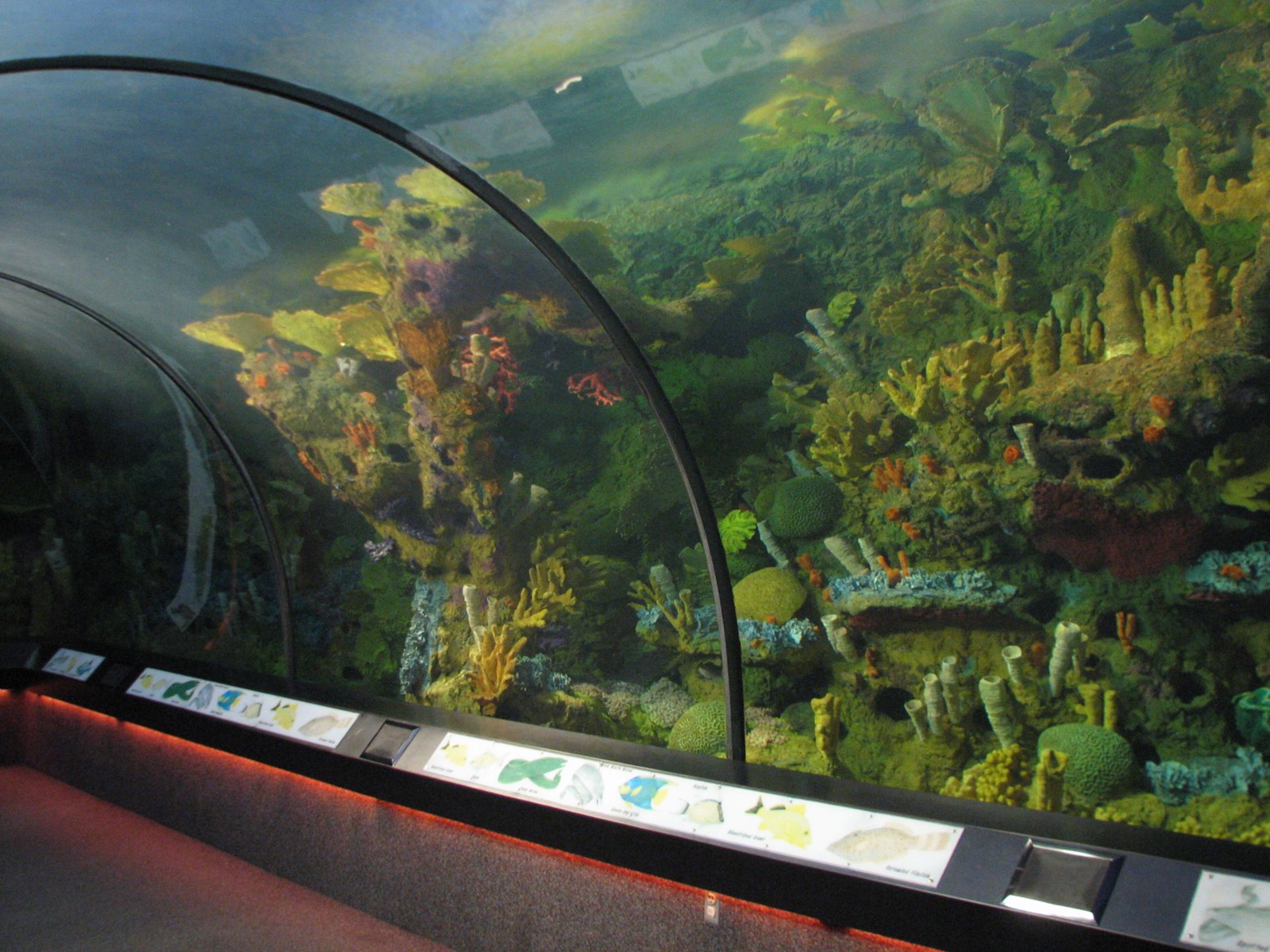 Shark Encounter - Coral Reef Exhibit