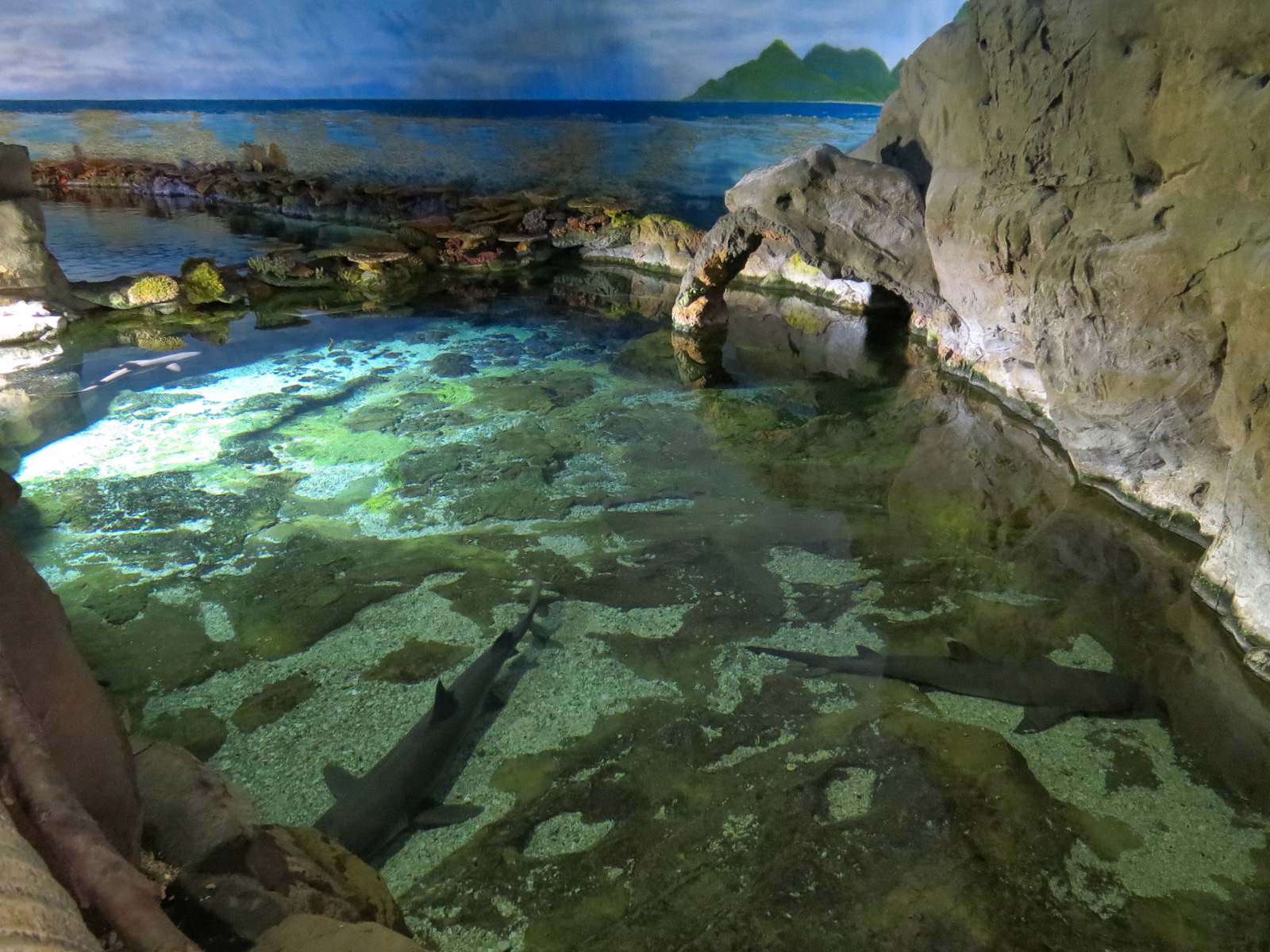 Shark Encounter - Exhibit 1