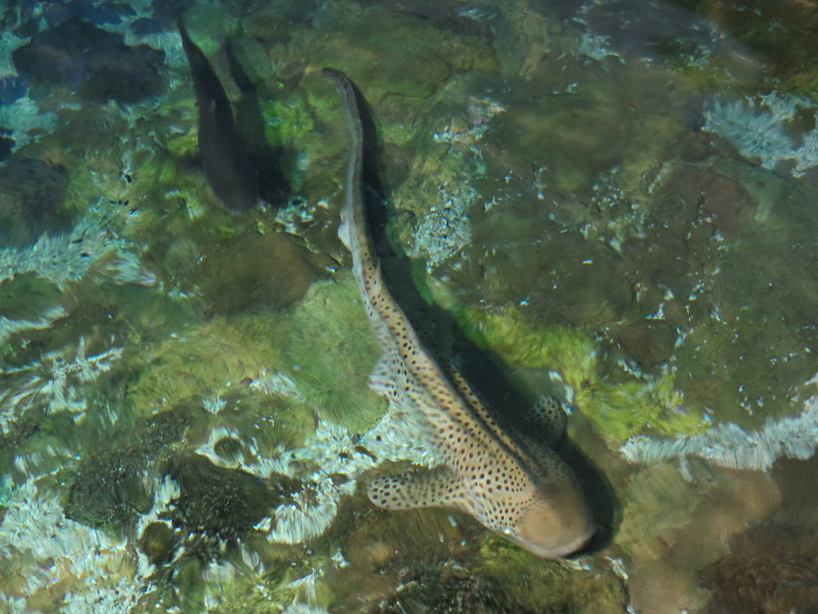 Shark Encounter - Exhibit 1