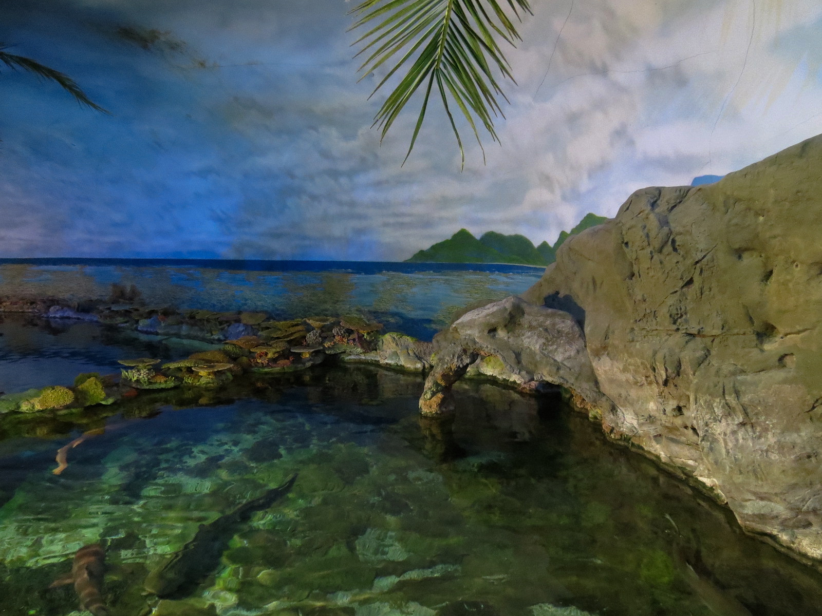 Shark Encounter - Exhibit 1