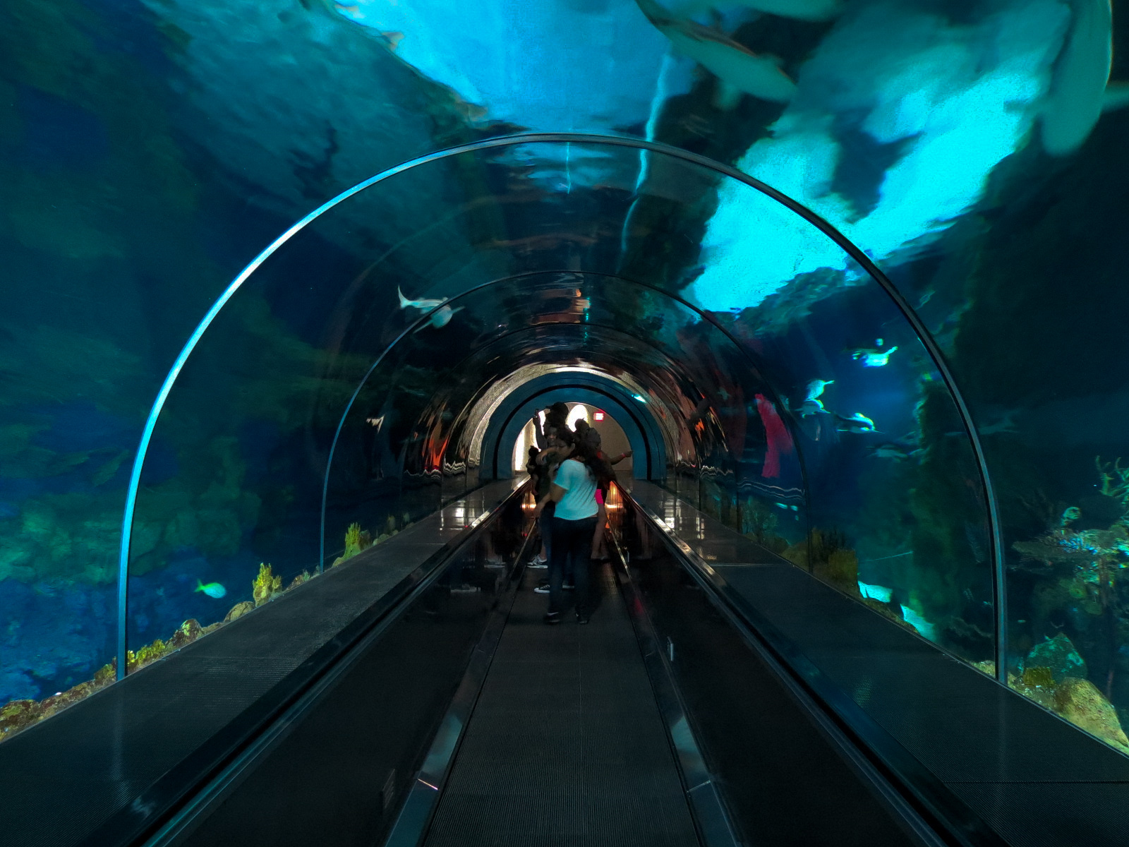 Shark Encounter - Exhibit 2 Underwater Tunnel