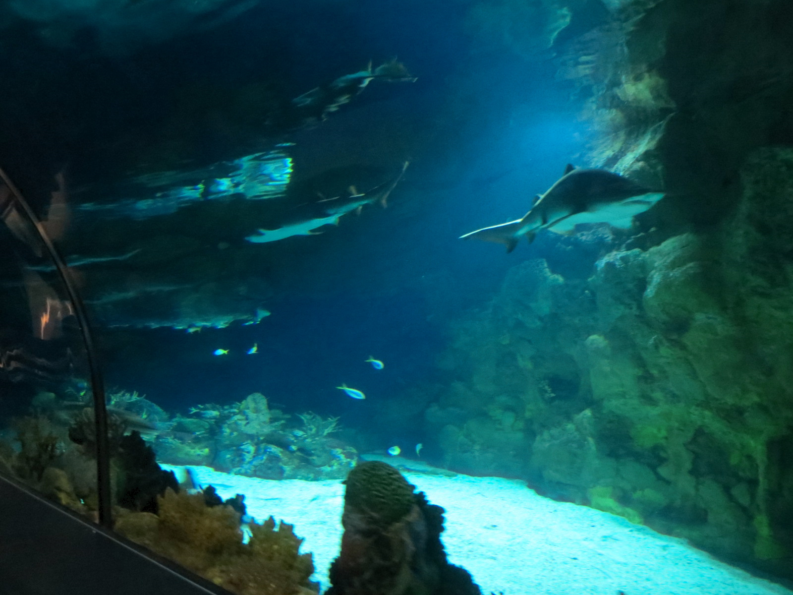 Shark Encounter - Exhibit 2 Underwater Tunnel