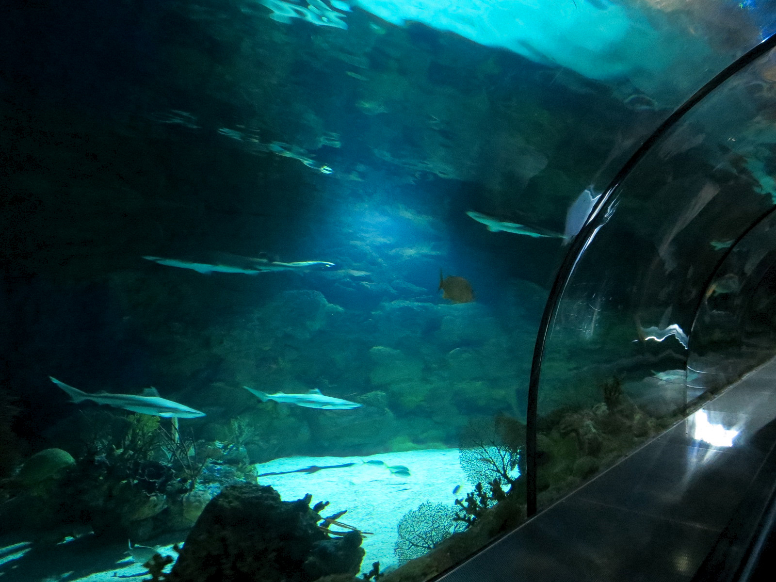 Shark Encounter - Exhibit 2 Underwater Tunnel