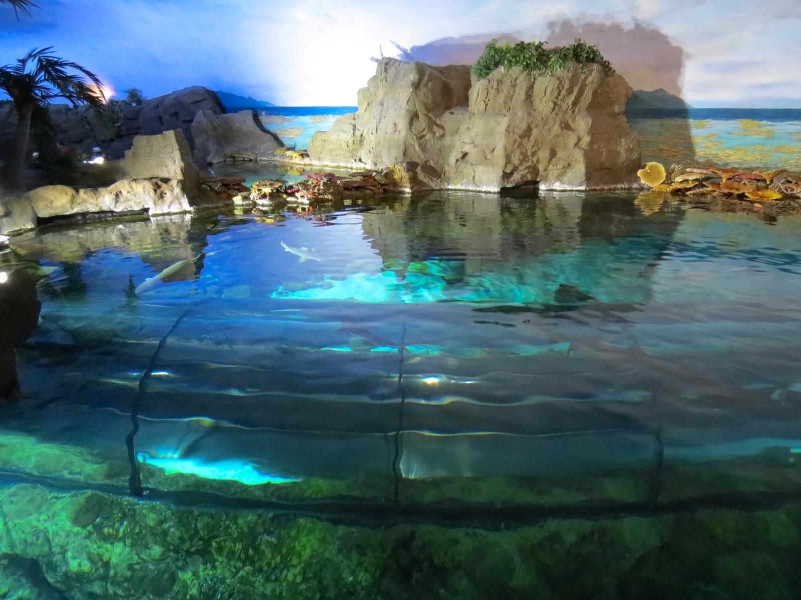 Shark Encounter - Exhibit 2