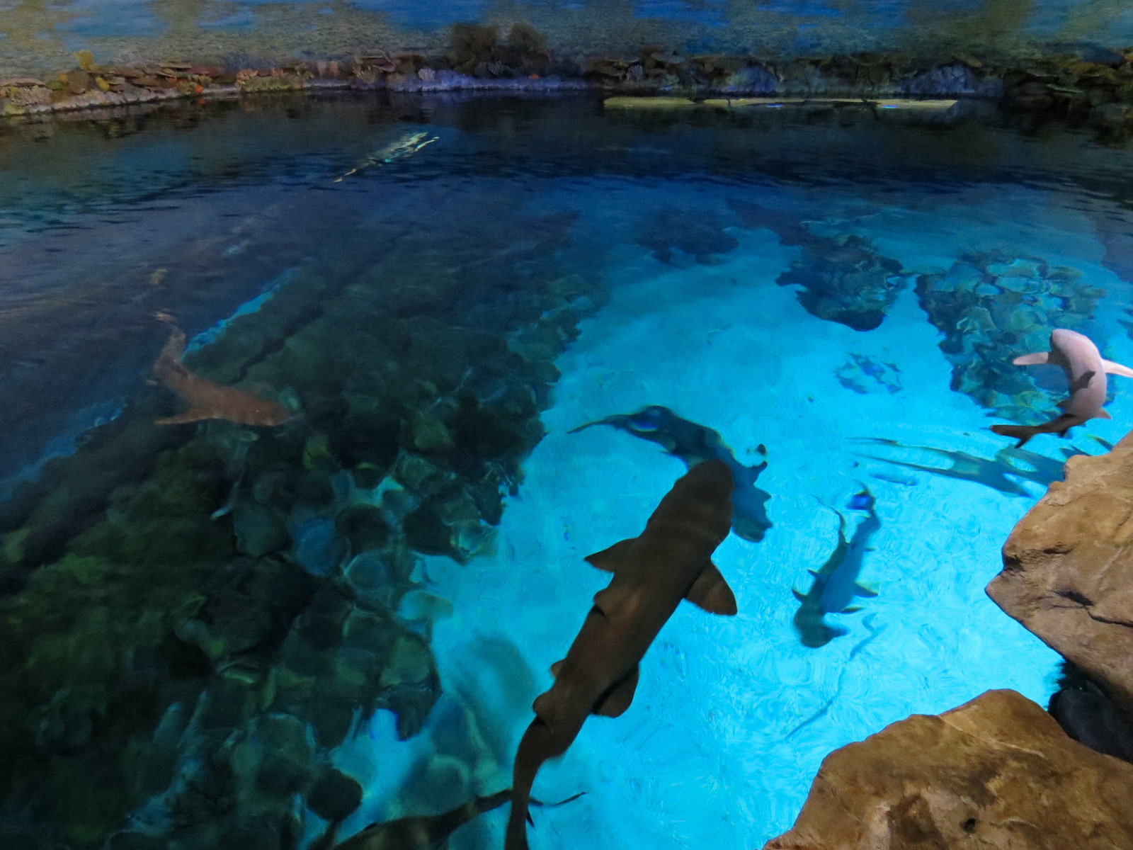 Shark Encounter - Exhibit 2