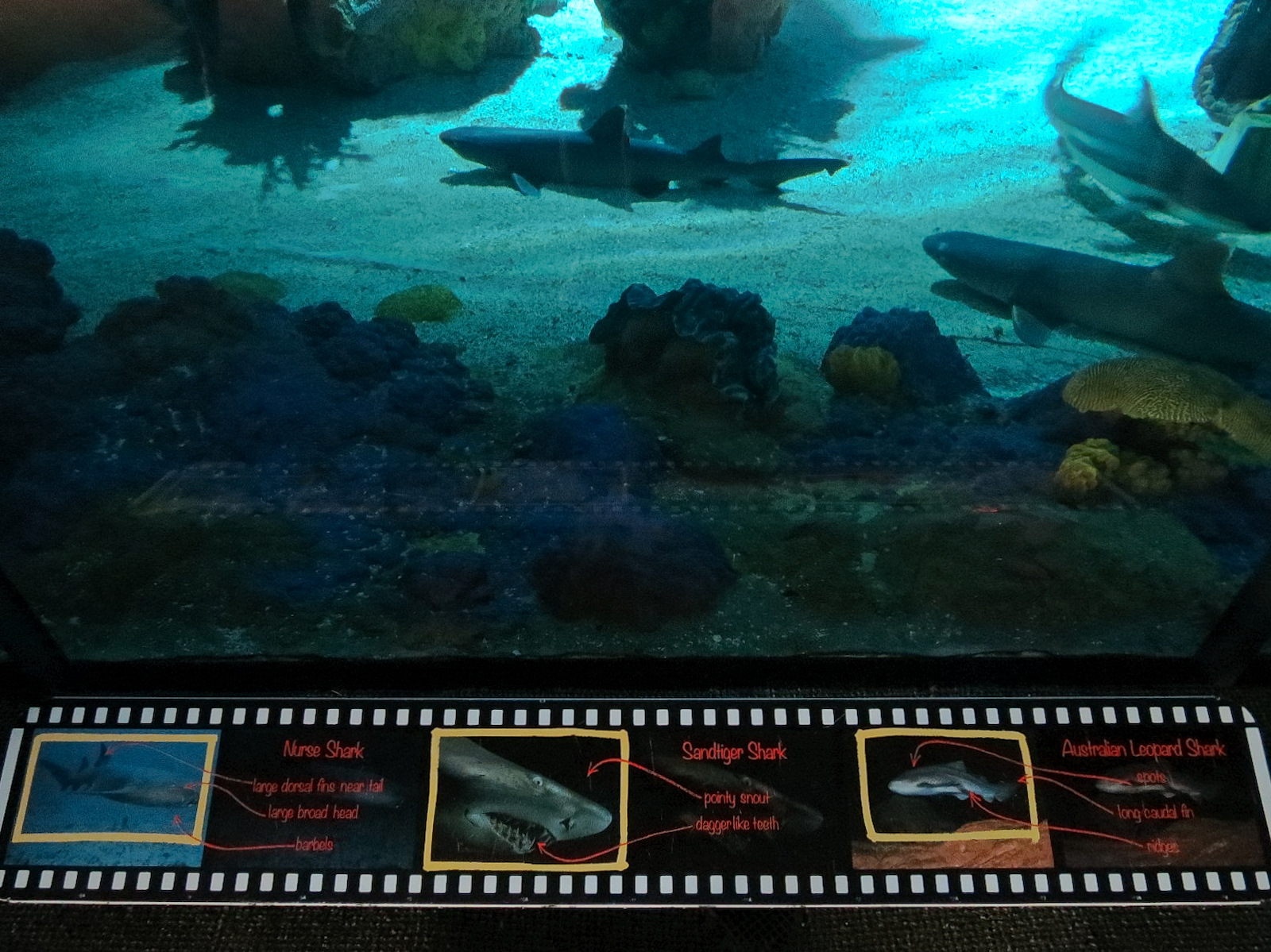 Shark Encounter - Exhibit 2