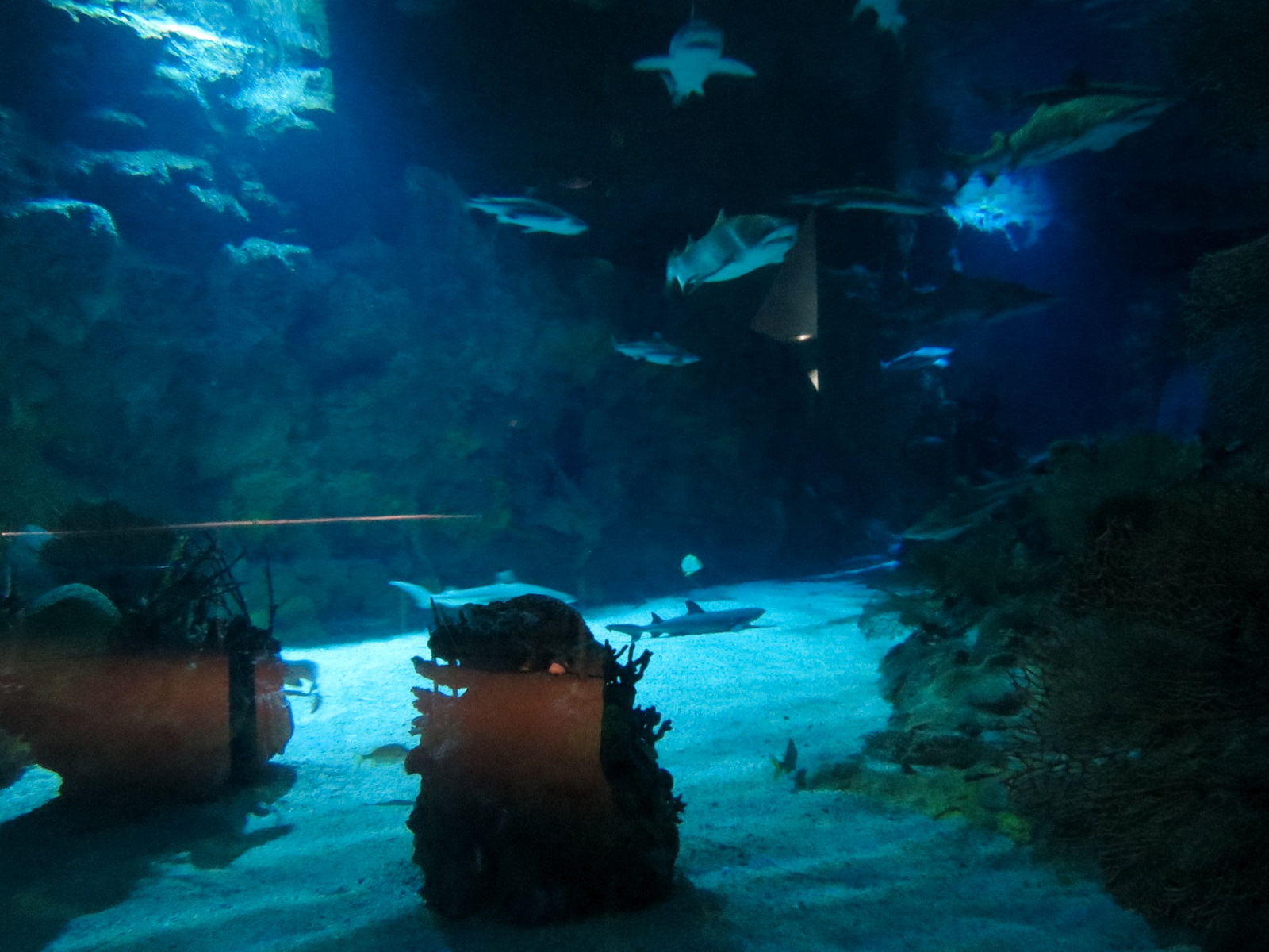 Shark Encounter - Exhibit 2