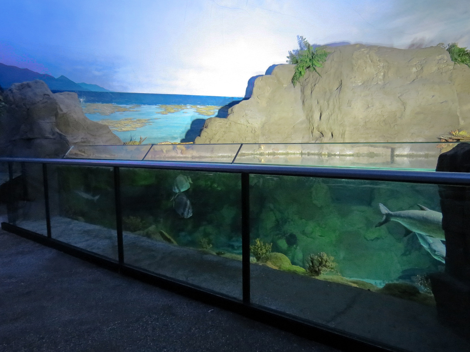 Shark Encounter - Exhibit 3