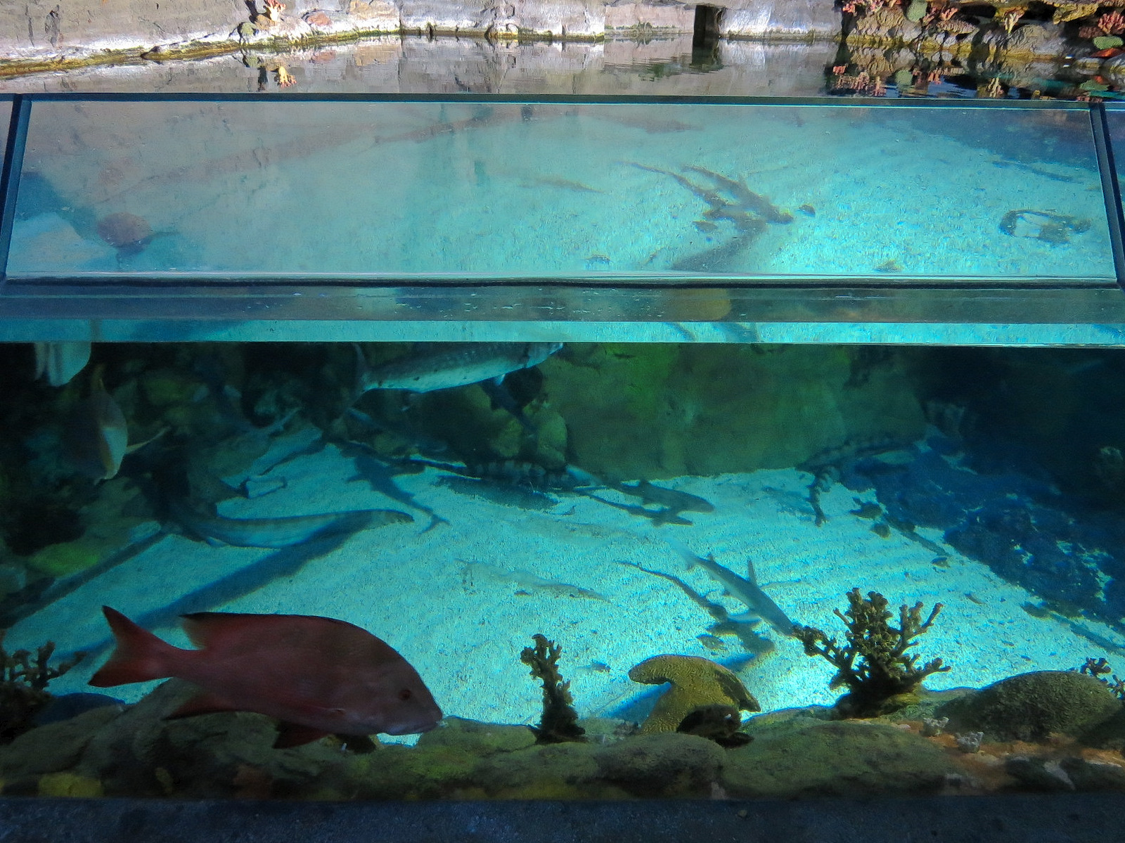 Shark Encounter - Exhibit 3