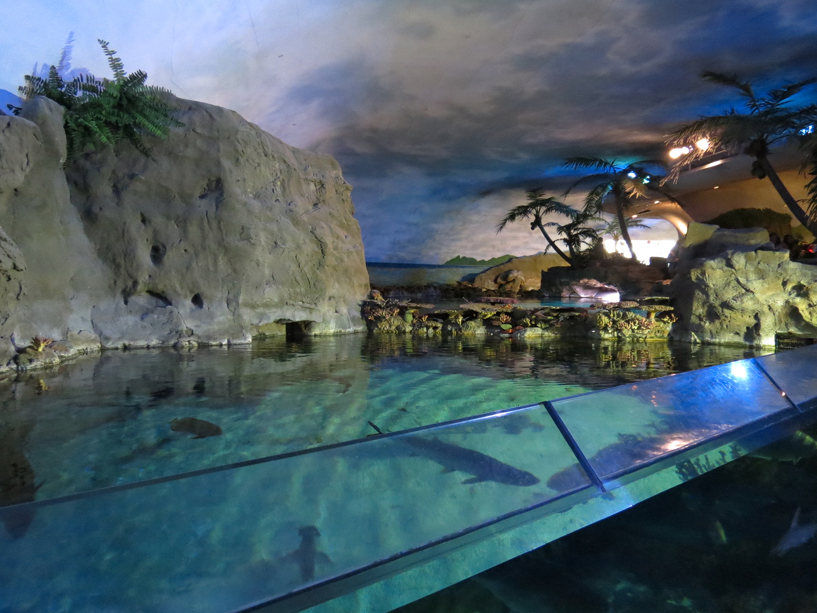 Shark Encounter - Exhibit 3