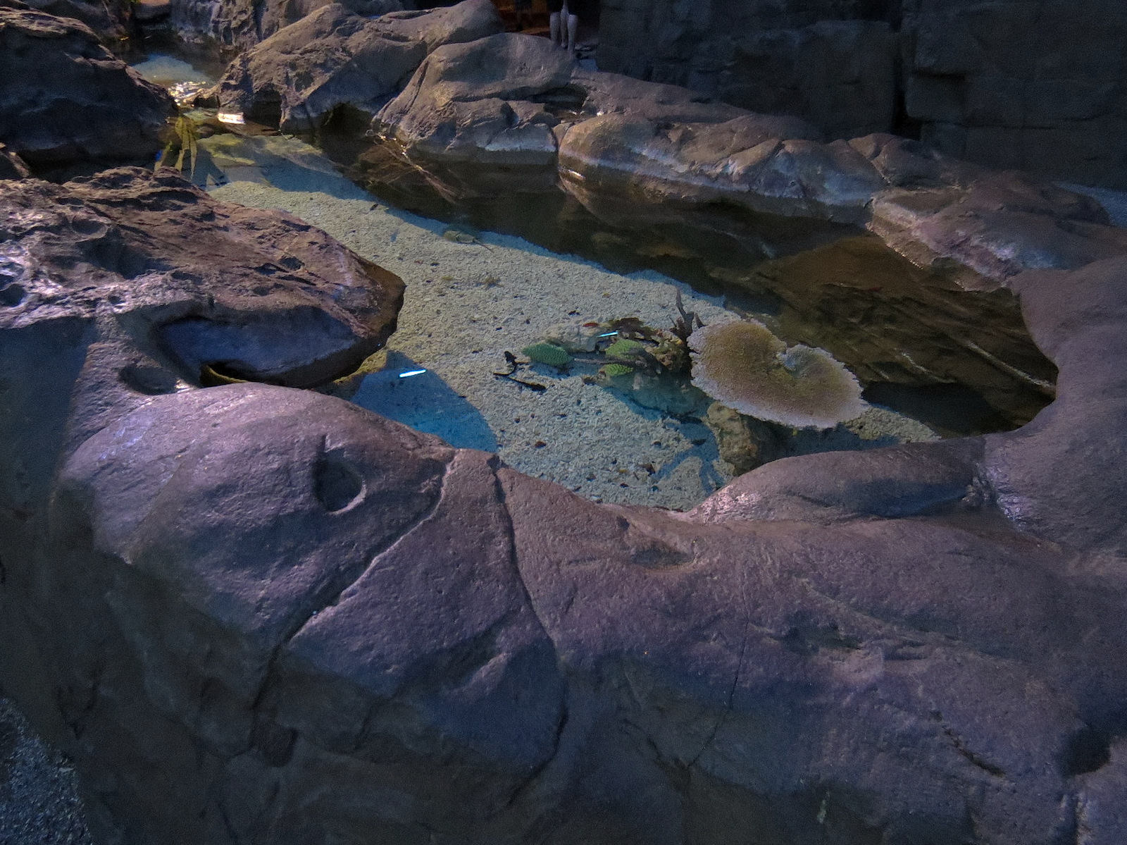 Shark Encounter - Exhibit 4